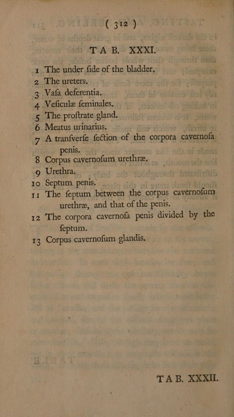 TAB. XXXI. 1 The under fide of the bladder. 2 The ureters. 3 Vafa deferentia. 4 .Veficule feminales. (ggahe proftrate gland. 6 Meatus urinarius. 7 A tranfverfe fection of the corpora cavernofa penis. 8 Corpus cavernofum urethre. 9 Urethra. 10 Septum, penis, | 11 The feptum between the corpus cavernofum urethra, and that of the penis. 12 ‘The corpora cavernofa penis divided by the feptum. | 13 Corpus cavernofum glandis. TAB, XXXIL