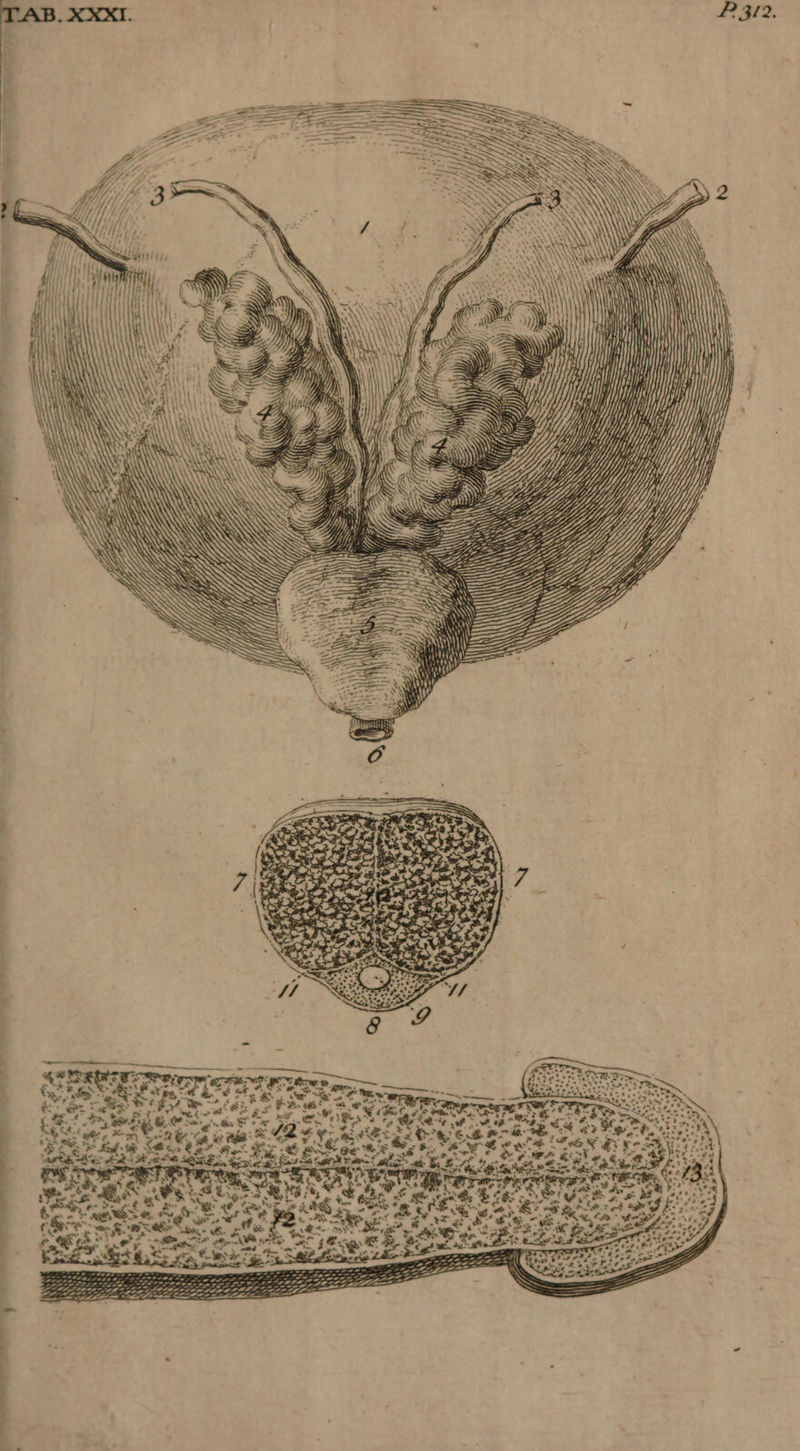 P 3/2, \ Yon OS, aR 84-33) &amp; + a te ¢ »~ f &amp; : SiS ue o a. a Se FNS yes 7 we +> ¥ Sey Serv Bes