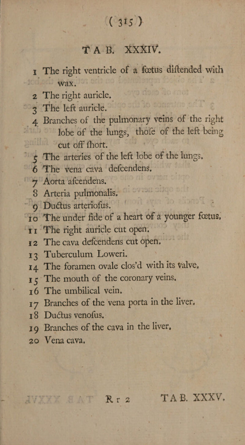 ( 315} TAB. XXXIV. 1 The right ventricle of a fcetus diftended with TS Awa, : | 7 2 The right auricle. 3 The left auricle. 4 Branches of the pulmonary veins of the right lobe of the lungs, thofe of the left being : cut off fhort. 'g The arteries of the left lobe of the lungs. 6 The vena cava defcendens. + Aorta afcendens, 8 Arteria pulmonalis, ~ 9 Duaus arteriofus. to The under fide of a heart of a younger foetus, ‘t1 The right auricle cut open. 12 The cava defcendens cut open. 13 Tuberculum Loweri. 14 The foramen ovale clos’d with its valve. 15°The mouth of the coronary veins, 16 The umbilical vein. 17 Branches of the vena porta in the liver. 18 Ductus venofus. 19 Branches of the cava in the liver, 20 Vena cava,