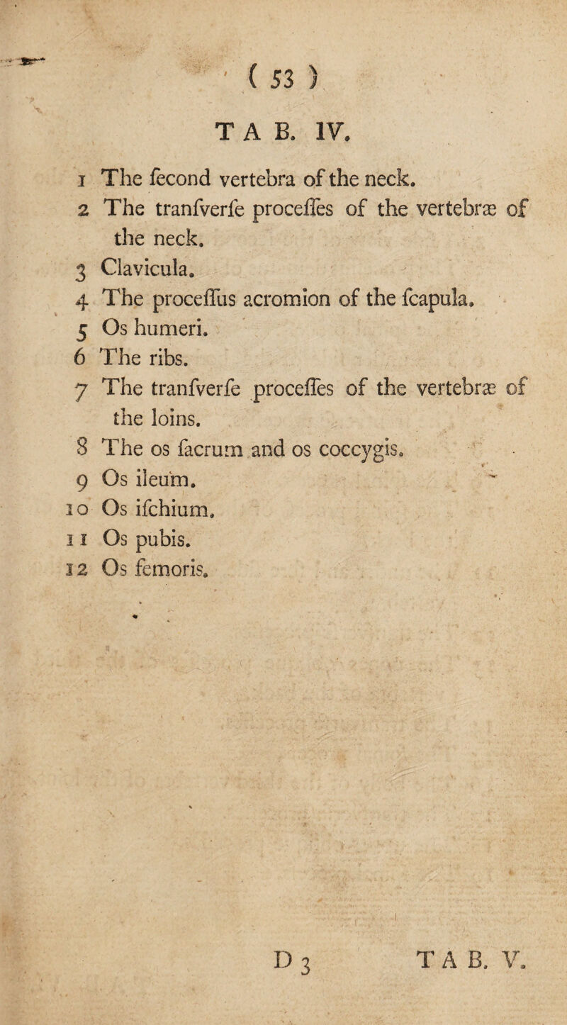 I The fecond vertebra of the neck. 2 The tranfverfe proceffes of the vertebras of the neck. 3 Clavicula. 4 The proceffus acromion of the fcapula. 5 Os humeri. 6 The ribs. 7 The tranfverfe proceffes of the vertebras of the loins, 8 The os facrurn and os coccygis. 9 Os ileum. 10 Os ifchium, 11 Os pubis. 12 Os femoris. T A B. V.