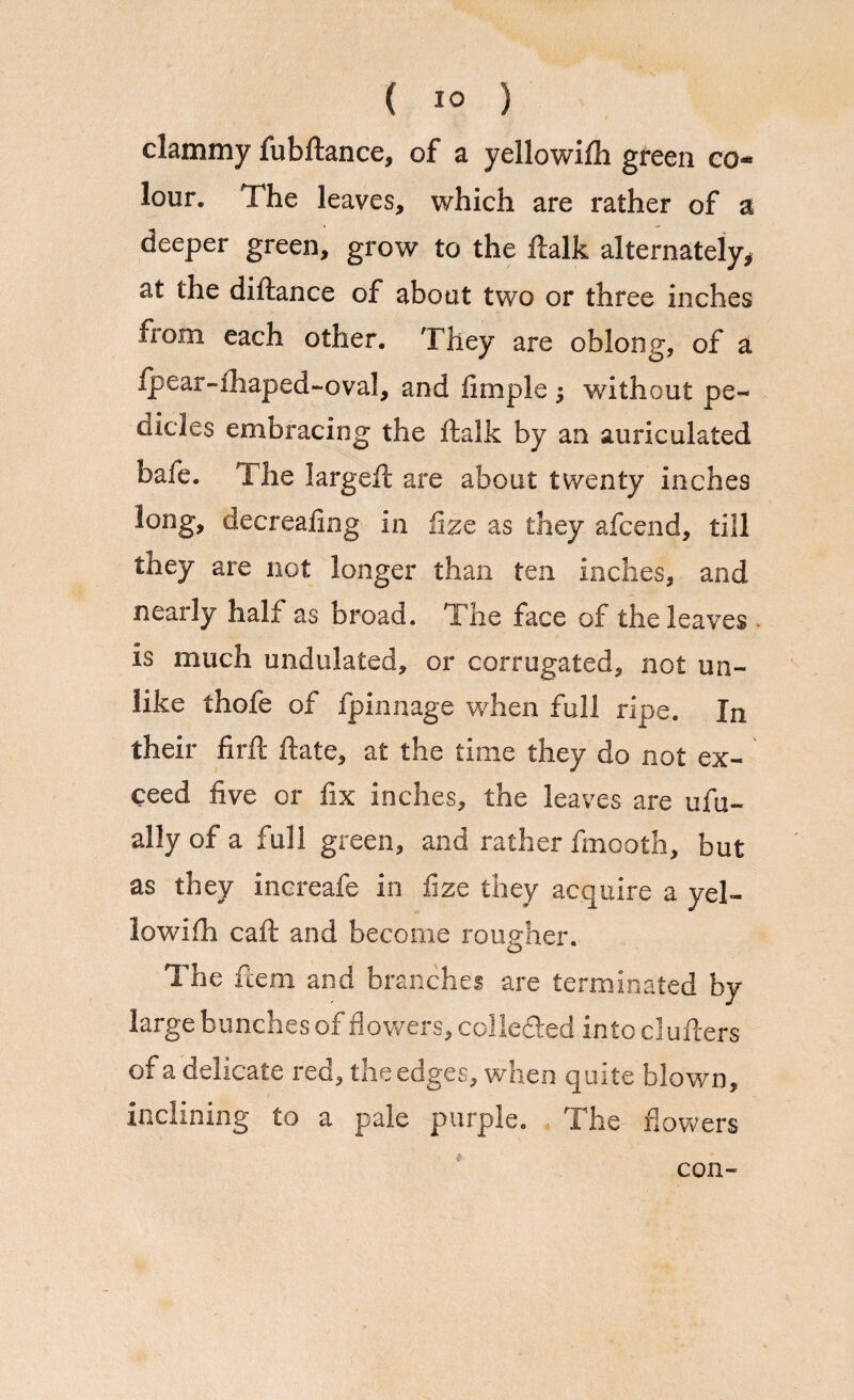 clammy fubftance, of a yellowiflh green co¬ lour. The leaves, which are rather of a deeper green, grow to the ftalk alternately, at the diftance of about two or three inches from each other. They are oblong, of a fpear-fhaped-oval, and fitnple ; without pe¬ dicles embracing the ftalk by an auriculated bafe. The largeft are about twenty inches long, decrealing in flze as they afcend, till they are not longer than ten inches, and nearly half as broad. The face of the leaves is much undulated, or corrugated, not un¬ like thofe of fpinnage when full ripe. In their fir ft ftate, at the time they do not ex¬ ceed five or fix inches, the leaves are ufu- allyofa full green, and rather fmooth, but as they increafe in fize they acquire a yel- lowifh caft and become rougher. The ftera and branches are terminated by large bunches of flowers, collected intoclufters of a delicate red, the edges, when quite blown, inclining to a pale purple. . The flowers con-