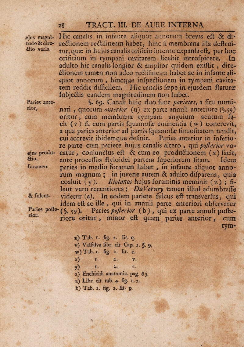 ejus magni¬ tudo & dire¬ ctio varia. Paries ante¬ rior* ejus produ¬ ctio, foramen & fulcus. Paries rior» Hic canalis in infante aliquot annorum brevis eft & di¬ rectionem re&ilineam habet* hinc Ii membrana illa defrui¬ tur,quas in hujus canalis orificio interno expanfaeft, per hoc orificium in tympani cavitatem licebit introfpicere. In adulto hic canalis longior & amplior quidem exiftic , dire¬ ctionem tamen non adeo reCHiineam habet ac in infante ali¬ quot annorum , hincque infpeCHonem in tympani cavita- tem reddit difficilem. Hic canalis fepe in ejusdem ftatune fubjeClis eandem magnitudinem non habet. §. 69. Canali huic duo funt parietes, a ficu nomi¬ nati , quorum anterior (u) ex parte annui i anteriore (§.59) oritur, cum membrana tympani angulum acutura cit (v) & cum partis fquamofe eminentia (w) concrevit, a qua paries anterior ad partis fquamofe finuofitatem tendit* cui accrevit ibidemque delinit. Paries anterior in inferio¬ re parte cum pariete hujus canalis altero , qui pojierior vo¬ catur, conjunctus eft: & cum eo productionem (x) facit, ante proceffus ftylo.idei partem fuperiorem litam. Idem paries in medio foramen habet , in infante aliquot anno¬ rum magnum ; in juvene autem & adulto difparens, quia coaluit ( y ). Riolanm hujus foraminis meminit (z) ; fi¬ lent vero recentiores : DuVerney tamen illud adumbrafle videtur (a). In eodem pariete fulcus eft transverfus, qui idem eft ac ille, qui in annuli parte anteriori obfervatur §♦ 59). Paries pojierior (b), qui ex parte annuli pofte- riore oritur, minor eft quam paries anterior, cum tym- b) Tab. r. fig. 2. Iit. q. v) Valfalva libr. clt. Gap. 1. J. 9, w) Tab. 1. fig. 2. Iit. e. 1. 2. v. y) 1. 2. r. z) Enchirid. anatomic. pag. 63, a) Libr. cit. tab. 4. %. 1.2. h) Tab. 1. fig. 2. Iit* p»