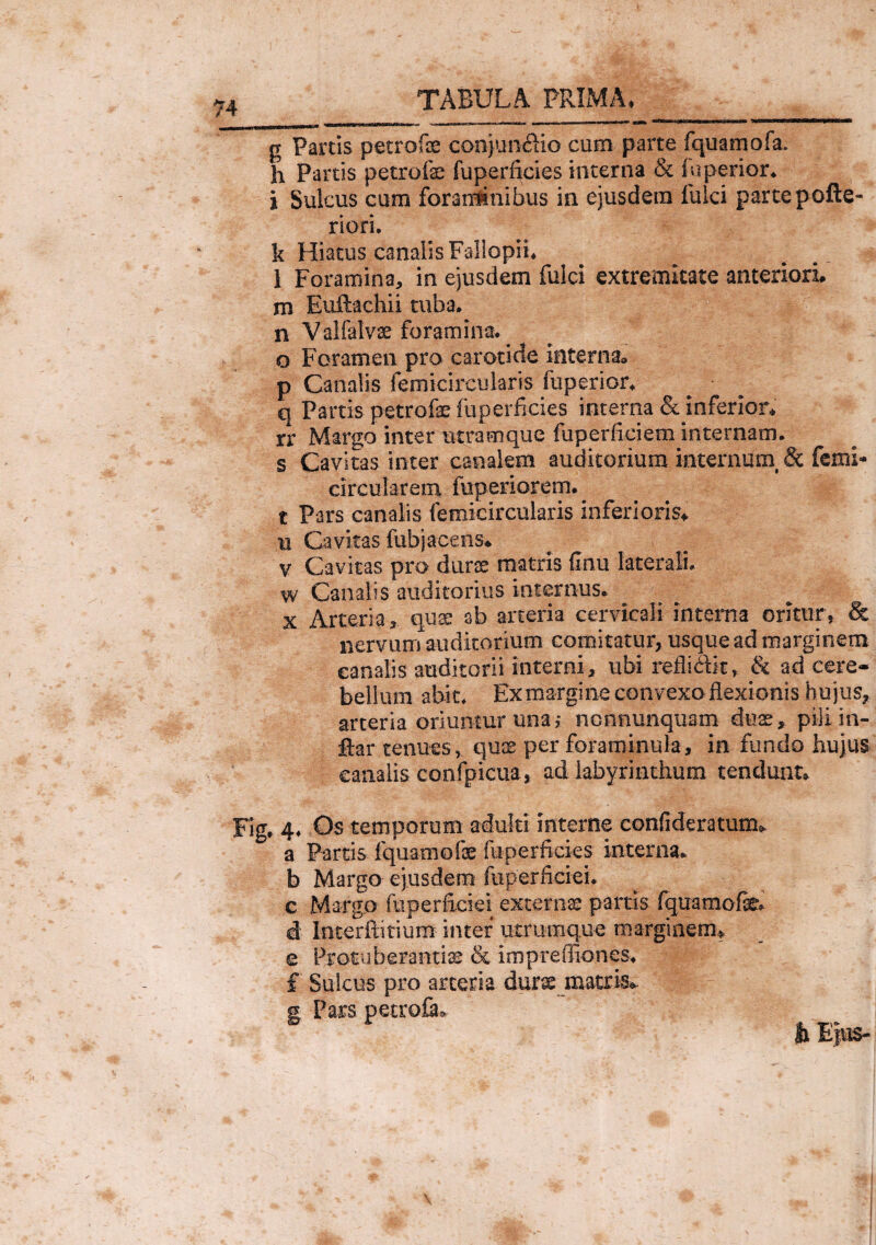 g Partis petrofe conjundiio cum parte fquamofa. h Partis petro fe fuperficies interna & fu perior* i Sulcus cum foraminibus in ejusdem fulci partepofte- riori. k Hiatus canalis Fallopii* 1 Foramina, in ejusdem fulci extremitate anteriori* m Euftachii tuba, n Valfalvae foramina, o Foramen pro carotide interna» p Canalis femicltcularis fuperior* q Partis petrofe fuperficies interna & inferior* rr Margo inter utramque fuperfieiem internam, s Cavitas inter canalem auditorium internum, & femi- circularem fuperiorem. t Pars canalis femicircularis inferioris* u Cavitas fubjacens* v Cavitas pro durae matris finu laterali, w Canalis auditorius internus. x Arteria, quae ab arteria cervicali interna oritur, & nervum auditorium comitatur, usque ad marginem canalis auditorii interni, ubi reflidk, & ad cere¬ bellum abit. Ex margine convexo flexionis hujus, arteria oriuntur una,- nonnunquam duae, pili in- ftar tenues , quae per foraminula, in fundo hujus canalis confpicua, ad labyrinthum tendunt* f 4, Os temporum adulti interne confideratum* a Partis fquamofae fuperficies interna, b Margo ejusdem fuperficiei. c Margo fuperficiei externas partis fquamofk* d Interftitium intef utrumque marginem, e Protuberanti® & impreffiones. f Sulcus pro arteria dur® matris* g. Pars petrofa* k n«s-