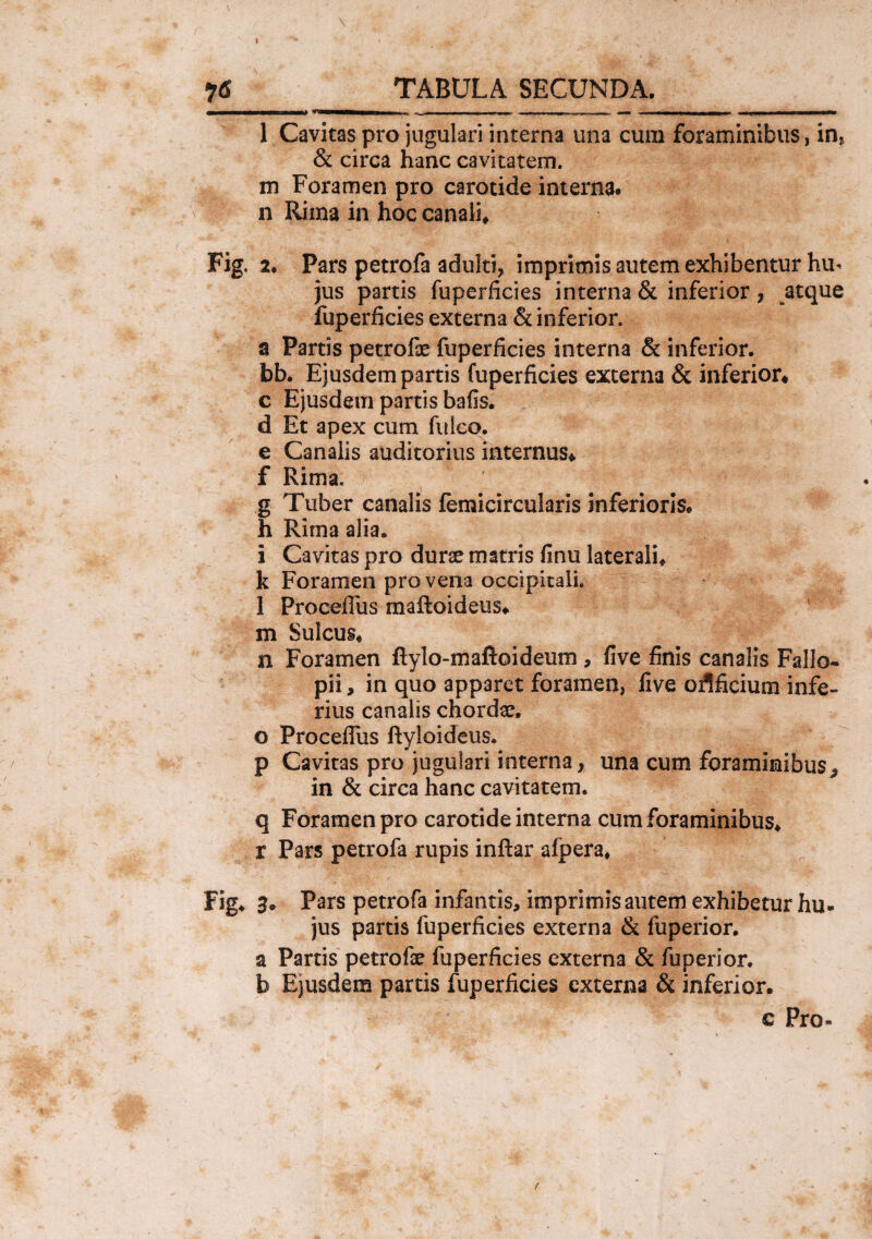 y6 TABULA SECUNDA. 1 Cavitas pro jugulari interna una cum foraminibus, in* & circa hanc cavitatem, m Foramen pro carotide interna, n Rima in hoc canali, Fig. 2. Pars petrofa adulti, imprimis autem exhibentur hm jus partis fuperficies interna & inferior, atque fuperficies externa & inferior. a Partis petrofe fuperficies interna & inferior, bb. Ejusdem partis fuperficies externa & inferior, c Ejusdem partis bafis. d Et apex cum fulco. e Canalis auditorius internus, f Rima. g Tuber canalis femicircularis inferioris, h Rima alia. i Cavitas pro dura matris finu laterali, k Foramen pro vena occipitali. 1 Procefius maftoideus, m Sulcus, n Foramen ftylo-maftoideum , five finis canalis Fallo- pii, in quo apparet foramen, five orificium infe¬ rius canalis chordae, o Procefius ftyloideus. p Cavitas pro juguiari interna, una cum foraminibus ^ in & circa hanc cavitatem. q Foramen pro carotide interna cum foraminibus, r Pars petrofa rupis inftar afpera, Fig. a. Pars petrofa infantis, imprimis autem exhibetur hu¬ jus partis fuperficies externa & fuperior. a Partis petrofae fuperficies externa & fuperior. b Ejusdem partis fuperficies externa & inferior. c Pro-