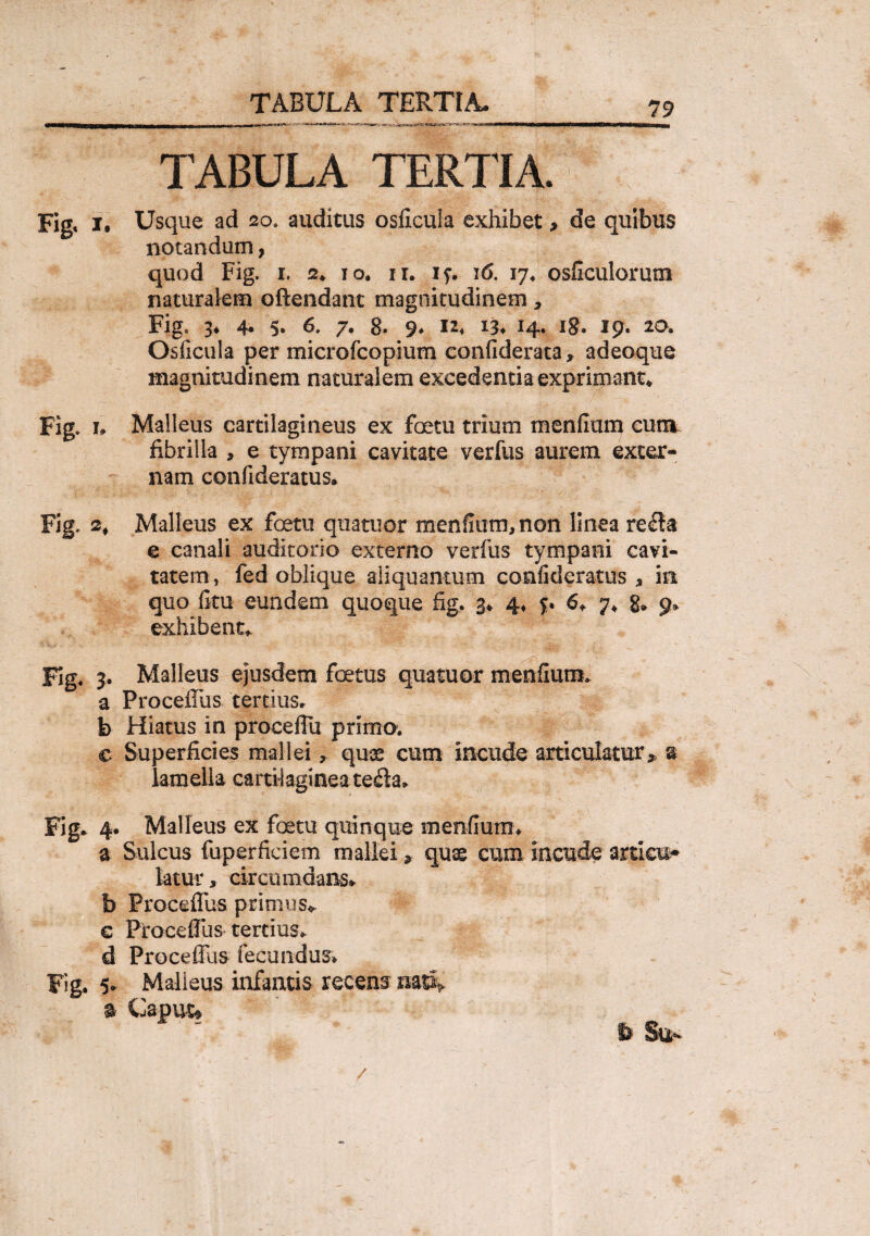 _TABULA TERTIA._75 TABULA TERTIA. Fig, i. Usque ad 20. auditus osdcula exhibet > de quibus notandum, quod Fig. 1. 2* 10. n. if. 16. 17. osdculorum naturalem oftendant magnitudinem, Fig, 3* 4* 5« 7« 8. 9* 13- 14. ig. 19. 20. Osficula per microfcopium condderata, adeoque magnitudinem naturalem excedentia exprimant* Fig. 1. Malleus cartilagineus ex fetu trium mendum cum fibrilla , e tympani cavitate verfus aurem exter¬ nam condderatus* Fig. 2f Malleus ex fetu quatuor mendum, non linea refla e canali auditorio externo verfus tympani cavi¬ tatem, fed oblique aliquantum confideratus , in quo dtu eundem quoque fig. 3* 4♦ 5. 6* 7* 8» 9» exhibent- Fig. 3. Malleus ejusdem foetus quatuor mendum, a ProceiTus tertius, b Hiatus in procedit primo. c Superficies mallei, quae cum incude articulatur* a lamella cartilaginea tefla» Fig. 4. Malleus ex fetu quinque mendum* a Sulcus fuperficiem mallei, quse cum incude articu¬ latur , circumdans* b ProcefTus primus* c Proce (Tus tertius, d Proceflus fecundus» Fig. 5* Malleus infantis recens nati* * Caput* /