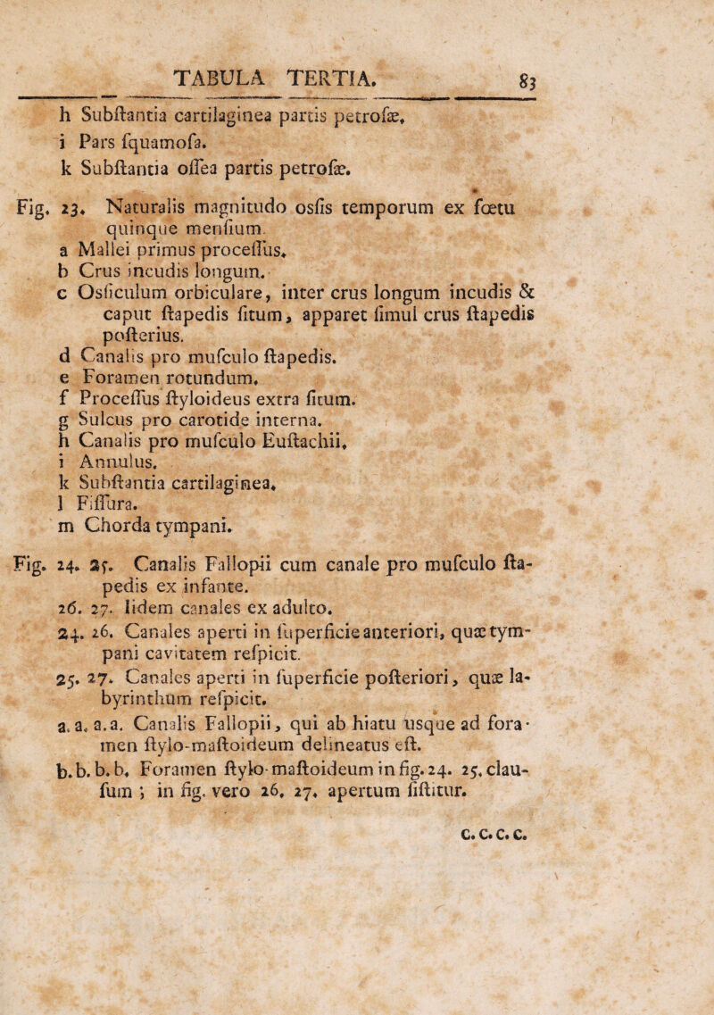 h Subftantia cartilaginea partis petrofe. i Pars fquamofa. k Subftantia oflea partis petrofe. *. *• 'j Fig. 23* Naturalis magnitudo osfis temporum ex foetu quinque menllum. a Mallei primus procelliis* b Crus incudis longum* c Osficulum orbiculare, inter crus longum incudis & caput ftapedis litum, apparet limui crus ftapedis pofterius. d Canalis pro mufculo ftapedis. e Foramen rotundum* f Proceffus ftyloideus extra litum, g Sulcus pro carotide interna, h Canalis pro mufculo Euftachii. i Annuius. k Subftantia cartilaginea* 1 Fiffura. m Chorda tympani* Fig. 24* ay. Canalis Fallopii cum canale pro mufculo fta¬ pedis ex infante. 26. 27. lidem canales ex adulto. 24. 26. Canales aperti in fu perfide anteriori, quae tym¬ pani cavitatem refpicit. 25. 27* Canales aperti in fuperficie pofteriori, quae la¬ byrinthum refpicit. a, a, a.a. Canalis Fallopii, qui ab hiatu usque ad fora¬ men ftylo-maftoideum delineatus eft, b. b.b*b* Foramen ftylo-maftoideum infig.24. 25, clau- fum ; in fig* vero 26, 27. apertum liftitur. c. c. c. c.