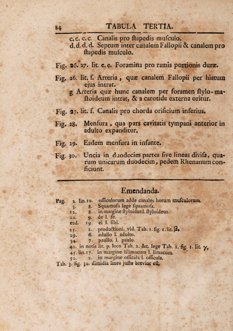 c. c. c.c. Canalis pro flapedis rnufculo, d. d.d.d. Septum inter canalem Fallopii& canalem pro ftapedis mufculo. Fig* 2<5. 27. Iit. e. e. Foramina pro ramis portionis durae. Fig. 26. Iit* f. Arteria , qu& canalem Fallopii per hiatum ejus intrat. g Arteria qua? hunc canalem per foramen fiylo-ma* ftoideum intrat, & a carotide externa oritur. Fig. 37. ht. f. Canalis pro chorda orificium inferius# Fig. 284 Menfura , qua pars cavitatis tympani anterior in adulto expanditur. Fig. 29. Eadem menfura in infante. Fig. 30. Uncia in duodecim partes five lineas divifa, qua¬ rum unicarum duodecim, pedem Rhenanum con¬ ficiunt. Emendanda. Fag. 2. lin.io. 3 • 8« 12. 8. 20. 9. ead. 19. ay. a. 29. 6. 34- 7* oiTiculorum adde canales horum mufcuforum. Squamofa lege fquamofa. in margine ftyloidus 1. ftyloideus. de 1. fe. ei 1. (ibi. produftioni. vid. Tab. i.fig. i.lit.(3* adullo 1. adulto, paullo. 1. paulo. 40. in notis lit. p. loco Tab. 2. &c. lege Tab. t, fig. 1. Iit. yf 45.lin.17. in margine lilimacum 1. limacum* 50. 2. in margine officala 1. ollicula. Tab. 3. %• 30. dimidia linea jufto brevior e& / /