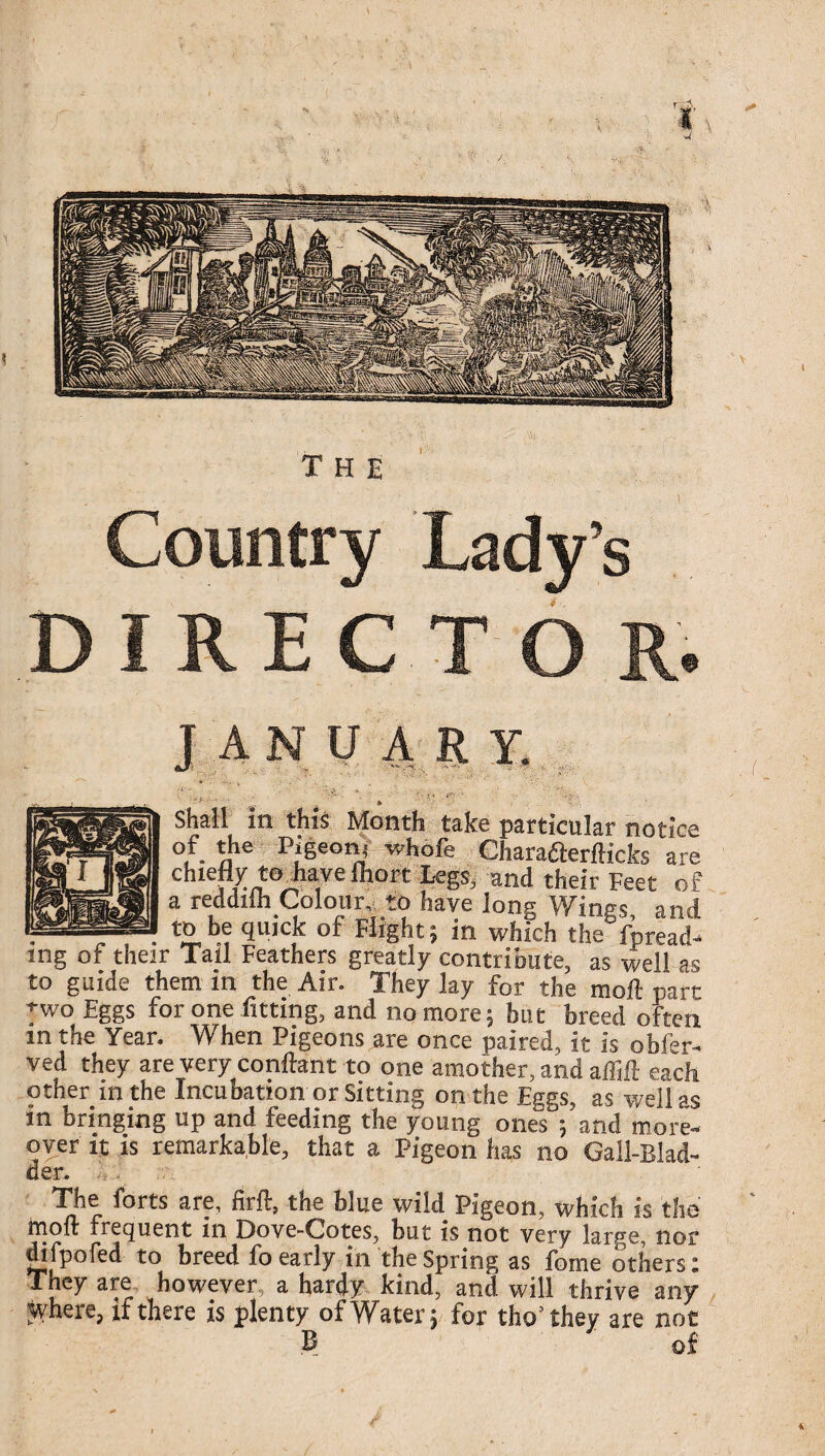 DIREC JANUARY. Shall in this Month take particular notice of the Pigeon* whofe Chara&erfticks are chiefly tojiavefhort Legs, and their Feet of a reddiih Colour,- to have Ions Wines and to be quick of Flight; in which the fpread- mg of their Tall Feathers greatly contribute, as well as to guide them in the Air. They lay for the moft part Two Eggs for one fitting, and no more; but breed often m the Year. When Pigeons are once paired, it is obfer- ved they are very conftant to one amother, and affift each other in the Incubation or Sitting on the Eggs, as well as in bringing up and feeding the young ones ;'and more¬ over it is remarkable, that a Pigeon has no Gall-Blad¬ der. The forts are, firft, the blue wild Pigeon, which is the moft frequent in Dove-Cotes, but is not very large, nor difpofed to breed fo early in the Spring as fome others: They are however a hardy kind, and will thrive any Jyhere, if there is plenty of Water; for tho’they are not B of