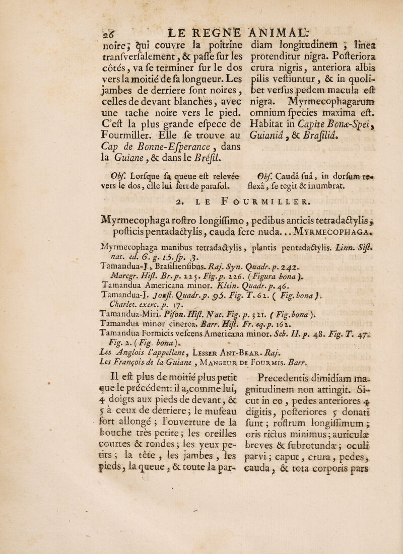 noire J ?}tn couvre la poitrine diam longitudinem ^ linea tranfverlàlement , & paffe fur les protenditur nigra. Pofteriora côtés, va fe terminer furie dos crura nigris , anteriora albis vers la moitié de fa longueur. Les pilis veftiuntur, ôc in quoli- jambes de derrière font noires, bet verfus pedem macula eft celles de devant blanches , avec nigra. Myrmecophagarum une tache noire vers le pied, omnium fpecies maxima eft* C’eft la plus grande efpece de Habitat in Capite Bom-Spei^ Fourmiller. Elle fe trouve au Guianiâ ^ ôc Brajiliâ* Cap de Bonne-Efperance , dans la Guiane, ôc dans le BréJiL Obf. Lorfque f^ queue eft relevée Obf. Caudâ fuâ, in dorfum re* vers le dos, elle lui fert de parafol. fîexâ, fe tegit ôc inumbrat. 2. le Fourmiller. Myrmecophaga roftro longiffimo, pedibus anticis tetradaâylis , pofticis pentadaûylis , cauda fere nuda... Myrmecophaga* Myrmecophaga manibus tetradaébylis > plantis pentadaélylis. Linn. Sift* nat. ed. 6. g. l5.fp. 3- Tamandua-J, Brafilienftbus. Raj. Syn. Quadr. p. 24%. Marcgr. Hijî. Br.p. 225. Fig.p. 116. (Figura bona). Tamandua Americana minor. Klein. Quadr.p. 46. Tamandua-J. Jonjl. Quadr.p. Fig. T* 61. ( Fig. bona). Charlet.. exerc. p. 17. Tamandua-Miri. Pifon. HiJl. Nat. Fig. p. 5 21. ( Fig.bona ). Tamandua minor cinerea. Barr. HiJl. Fr. eq.p. 162. Tamandua Formicis vefcens Americana minor. Seb. 11.p. 48. Fig. T. 47*. Fig. z. ( Fig, bona )* Les Anglois !appellent, Lêssir Ant-Bear.Ray. Les François de la Guiane , Mangeur de Fourmis. Barr, Il eft plus de moitié plus petit Precedentis dimidiam ma» que le précédent: il a,comme lui, gnitudinem non attingit. Si- T doigts aux pieds de devant, ôc eut in eo , pedes anteriores 4 5 à ceux de derrière; le mufeau digitis, pofteriores 5 donatî fort allongé ; 1 ouverture de la funt ; roftrum longifllmum * bouche très petite; les oreilles oris riétus minimus ; auriculæ courtes ôc rondes ; les yeux pe~ breves ôc fubrotundæ ; oculi tits ; la tête , les jambes , les parvi; caput, crura, pedes, pieds p la.queue, ôc toute la par- cauda ôc tota corporis pars