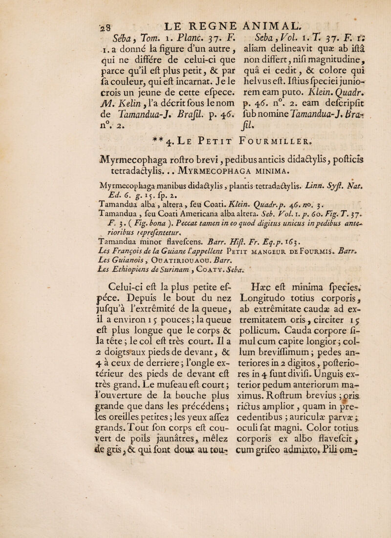 Séba> Tom. î. Plane. 37. F. Seba,VoL i.-X 37. F. fs i .a donné la figure d’un autre, aliam delineavit quæ ab iftâ quine diffère de celui-ci que non diffèrt,nifi magnitudine, parce qu’il eft plus petit, & par quâ ei cedk, & colore qui fa couleur, qui eft incarnat. Je le helvus eft. Iftiusfpeciei junio- crois uq jeune de cette efpece. rem eam puto. Klein. Quadr. JVl. Kelin , Ta décrit fous le nom p. 46. n°. 2. eam defcripfit de Tamandua-J. Brafil. p. 46« fub nomine Tamandua-J. Bra* n°, 2. JîL **4. Le Petit Fourmiller. Myrmecophaga roftro brevi, pedibus anticis didadylis , poftîcis tetradadylis... Myrmecophaga minima. » Myrmecophaga manibus didaetylis, plantis tetradaâLylis. Linn. Syjl. Nat; 6. g. 15. fp. 2. Tamandua alba , altéra, fén Coati. Klein. Quadr.p. 46./zo. 3. Tamandua , feu Coati Americana alba altera. Seb. Vol. 1. p. 60. Fig. T. 37. F. 3. ( ). Peccat tamen in eo quod digitus unicus in pedibus anteat¬ rioribus reprefentetur. Tamandua minor flavefeens. Barr. Hifl. Fr. Eq.p.^G\. Les François de la Guiane Rappellent Petit mangeur de Fourmi s. Barr* Les Guianoîs, Oüatiriouaoü. Barr. Les Ethiopiens de Surinam , Coaty. Seb a.. s. I Hæc eft minima fpecîes* Longitudo totius corporis, ab extrêmitate caudæ ad ex¬ tremitatem oris j circiter 15 pollicum. Cauda corpore fi- mul cum capite longior ; col¬ lum breviffimum ; pedes an¬ teriores in 2 digitos, pofterio- res in 4 funt divifi. Unguis ex¬ terior pedum anteriorum ma¬ ximus. Roftrum brevius ; pris ridus amplior , quam in pre- cedentibus ; auriculæ parvæ ; oculi fat magni. Color totius, corporis ex albo flavefeit * cum grifeo admixto, Pili om: Celui-ci eft la plus petite ef- péce. Depuis le bout du nez jufquà l’extrémité de la queue, il a environ 15: pouces ; la queue eft plus longue que le corps & la tête ; le col eft très court. Il a 2 doigts aux pieds de devant, & 4 à ceux de derrière ; l’ongle ex¬ térieur des pieds de devant eft très grand. Le mufeaueft court 3 l’ouverture de la bouche plus grande que dans les précédens ; les oreilles petites ; les yeux aflez grands. Tout fon corps eft cou¬ vert de poils jaunâtres, mêlez «te gris p & qui font doux auteu^