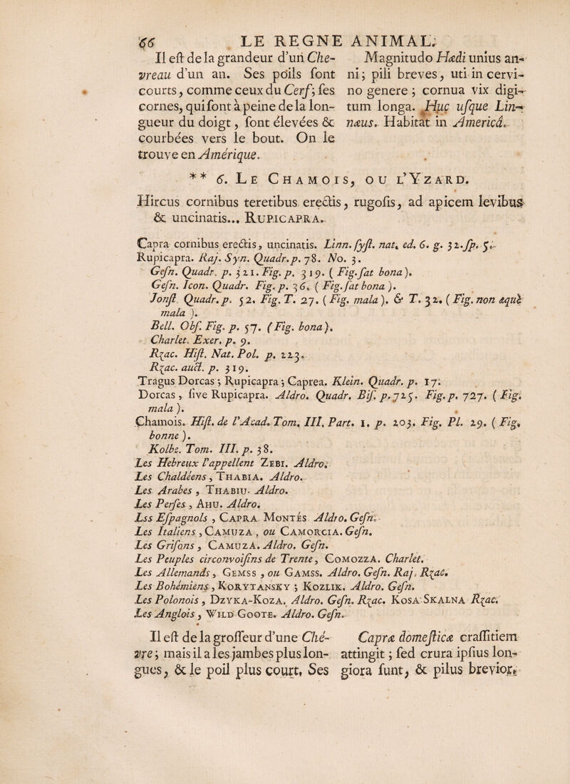 Il efl de la grandeur d’un Che¬ vreau d’un an. Ses poils font courts , comme ceux du Cerf ; fes cornes, qui font à peine de la lon¬ gueur du doigt, font élevées & courbées vers le bout. On le trouve en Amérique.. Magnitudo Hœài unius an¬ ni ; pili breves, uti in cervi¬ no genere ; cornua vix digi¬ tum longa. JrlpLÇ ufque Lin- imus. Habitat in America,- s? ou l9Yz ard. * * 6. L E C H A M O Ï Hircus cornibus teretibus erectis, rugofis, ad apicem levibus & uncinatis... Rupicapra. Capra cornibus ereétis* uncinatis. Linn. fyfl. nat% ed. 6. g. $i*fp* Rupicapra. Raj, Syn. Quadr. p. 78. No. 3. Gefn. Quadr-, p. 321. Fig. p. 3 j 9. ( Fig.fat bona ). Gefn. Icon, Quadr, Fig, p, 3 ( Fig.fat bona '). Jonjl Quadr,p, 5 2. Fig. T, 27. ( Fig. mala ). & T* 32. ( Fig. non <zqul mala ). Bell, Qbf. Fig. p, 57. (Fig. bona). Char Ut. Exer, p. p. R{ac. Hijl. Nat. Pol. p. 223. Rqac. aucl. p. 319. Tragus Dorcas *, Rupicapra -, Caprea. Klein. Qiiadr. p. 17; Dorcas, f ve Rupicapra. Aldro. Quadr. Bif. p,ji$. Fig. p. 727. (Fig, mala ). Chamois. Hijl.dc F Acad, Tom. III, Part. \. p. 203. Fig. PL 29. ( Fig* bonne ). Kolbe. Tom. III. p. 38. Les Hebreux rappellent Zebi. Aldro; Les Chaldéens, Th abi A. Aldro. Arabes , Thabiu- Aldro. Les Perfes , Ahu. Aldro. Lss Efpagnols , Capra Montes Aldro. Gefnl- Les Italiens ,Camuza , ozz Camorcia.Gefn. Les Grifons, CamuzA. Aldro. Gefn. Les Peuples circonvoifins de Trente, Cqmozza. Charlet. Les Allemands, Gemss , ou Gamss. Aldro. Gefn. Raj> R{ac. Les Bohémiens , Korytansky *, Kozlik. Aldro. Gefn. Les Polonois, Dzyka-Koza. Aldro. Gefn. R^ac. Kosa Skalna R\ac. Les Anglois, Wild Goote. Aldro. Gefn. # Il efl: de la grolfeur d’une C7ié~ Caprâi domejlicœ craffîtiem vre ; mais il a les jambes plus Ion- attingit ; fed crura ipfius lon¬ gues, & le poil plus court, Ses giora funt, & pilus brevior^