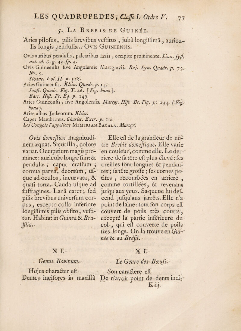 7* La Brebis de Guinée» Àries pilofus , pilis brevibus veflitus , jubâ longiiïimâ , auricu¬ lis longis pendulis..* Ovis Guineensis. Ovis auribus pendulis, palearibus laxis , occipite prominente. Linn. nat. ed. 6. g. 33. fp. 3. Ovis Guineenfis five Angolenfis Marcgravii. Ra/.Syn, Qiiadr. p. 75*? No. 5. Sloane. Vol. II. p. 328. Aries Guineenfis. Klein. Quadr.p. r4; - Jonji. Quadr. Fig. X. 46. [ Fig. bona\. iforr. Hifi: Fr. Eq. /?. 149. Aries Guineenfis 5 five Angolenfis. Marcgr. Hijl. Br. Fig. p. 23 4, ( //Vt- bona). Aries albus Judæorum. Klein. Caper Mambrinus. Char Ut. Exef. p. 10. Les Congois rappellent MemeriamBacala. Marcgr. Ovis domejlicœ magnitudi¬ nem æquat. Sicut illa , colore variat. Occipitium magis pro¬ minet : auriculæ longæ funtôt pendulæ ; caput craffum ; cornua parvà, deorsum , uf- que ad oculos, incurvata, & quafi torta,- Cauda ufque ad fuffragines. Lana caret ; fed pilis brevibus univerfum cor¬ pus , excepto collo inferiore longifïîmîs pilis oblito, velli¬ tur. Habitat in Guinea & Bra- fdia9r X T. . Genus Rovinurru Hujus chara&er efl Bontés iaçifores in maxilla Elie'efl de la grandeur de no¬ tre Brebis domejiique. Elle varie en couleur , comme elle. Le der- ~ riere de fa tête efl plus élevé : fes oreilles font longues & pendan¬ tes; fatête grolfe ; fes cornes pe¬ tites , recourbées en arriéré 9 comme tortillées, & revenant jufqu aux yeux. Sa queue lui def- cend jufqu aux jarrêts. Elle n’a point de laine : tout fon corps efl couvert de poils très courts', excepté la partie inférieure du col , qui eft couverte de poils très longs. On la trouve en Gui*  née & au Bref h - X I; Le Genre des* Bœufs* * Son caraètere efl Be n’avoir point de dents incuC Kiij.