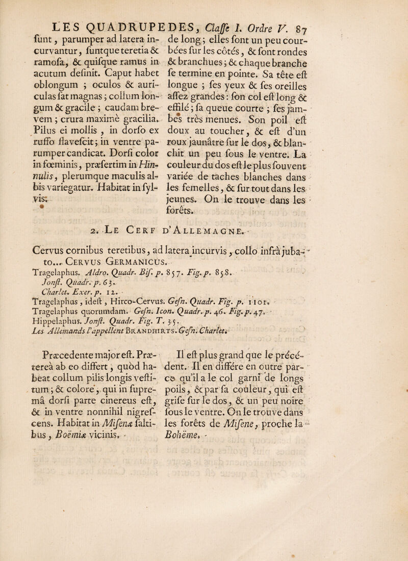 furit, parumper ad latera in- de long ; elles font un peu cour- curvantur, funtque teretia & bées fur les côtés, & font rondes ramofa, & quifque ramus in & branchues ; & chaque branche acutum definit. Caput habet fe termine en pointe. Sa tête eft oblongum ; oculos & auri- longue ; fes yeux & fes oreilles culas fat magnas ; collum Ion- allez grandes : fon col eft long ôt gum & gracile ; caudam bre- effilé ; fa queue courte ; fes jam- vem ; crura maximè gracilia, bes très menues. Son poil efl: Pilus ei mollis , in dorfo ex doux au toucher, & efl: d’un ruffo flavefcit;in ventre pa- roux jaunâtre fur le dos, &blan- rumper candicat. Dorfi color chit un peu fous le ventre. La in fœminis, præfertim in Hin- couleur du dos eft J e plus fouvenc nulis, plerumque maculis al- variée détachés blanches dans bis variegatur. Habitat in fyl- les femelles, & fur tout dans les vis; jeunes. On le trouve dans les > forêts. 2, Le Cerf d’Allemagne.- Cervus cornibus teretibus, ad lateraincurvis, collo infra juba- to..., Cervus Germanicus. Tragelaphus. Aldro. Quadr. Bif» p. 857. Fig.p* 85 8* Jonjl. Quadr* p\ 63. Charlet. Exer. p. 11. • Tragelaphus * ideft * Hirco-Cervus. Gefn. Quadr. Ftg. p. norv Tragelaphus quorumdam.- Gefm Icon. Quadro p, 46. Fig.p, 470 Hi ppelaphus. Jonjl. Quadr. Fig. T. 3 5 . Les Allemands rappellent Brandhirt'SoGefn.Charleu Præcedente major eft. Praè- Il eft plus grand que le précé- tereà ab eo differt, quod ha- dent. 11 en diffère en outre par- beat collum pilis longis vefti- ce qui! a le col garni de longs tum; & colore 5 qui in fupre- poils / & par fa couleur, qui eft mâ dorfi parte cinereus eft, grife fur le dos, & un peu noire & in ventre nonnihil nigref- fous le ventre. On le trouve dans cens. Habitat in Mifenœ falti- les forêts de Mifene , proche la a bus, Eoëmiœ vicinis, - Bohême, -