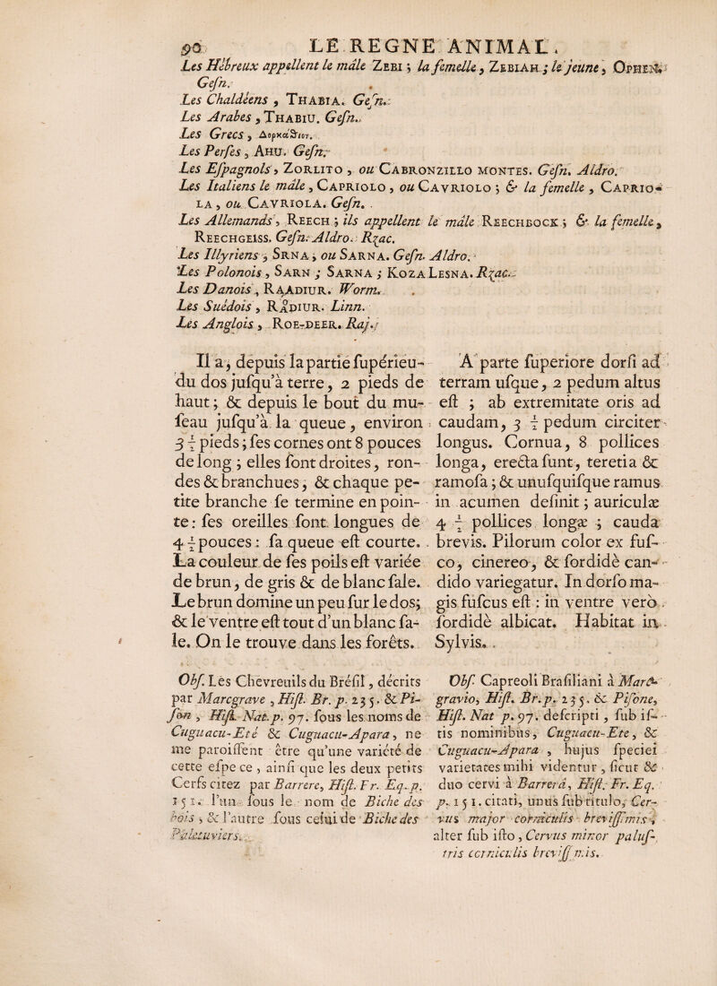 fiû, LE REGNE ANIMAL, _ Les Hitreux appellent le mâle Zeri ; la femelle , Zebiak ; ledjeune , Ophe^ Cc/zz. * Les Chaldéens , Thabia, Gefna Les Arabes , Thabiu. Gefn» Les Grecs > Aopxa^m. Les Perfes 3 Ahu. Gefn; Les Efpagnols, Zorlito , 0# Cabronzïllo montes. (7g/K Aldro: Les Italiens le male , Capriolo , 0# Cavriolo j & Az femelle 9 Cabrio¬ la , ou Cavriola. Gefn. . Les Allemands 5 Reech ; appellent le mâle Reechbocx > & la femelle, Reechgeiss. Gefn;AldroR{ac. Les Illyriens, Srna , ou Sarna. Ce/zz. Aldro. * Les Polonois -, Sarn ; Sarna; Koza Lesna. Rjacm Les Danois , R A,Adiu r. Worm* Les Suédois, Rapiur. Linn. Les Anglais » RoetDEER. ifo/V Il a j depuis la partie fupérîeu- du dos jufqu’à terre, 2 pieds de haut ; & depuis le bout du mu- - feau jufqu à la queue, environ r 3 7 pieds ; fes cornes ont 8 pouces de long ; elles font droites , ron¬ des & brandiues > & chaque pe¬ tite branche fe termine en poin¬ te: fes oreilles font, longues de 4 ~ pouces : fa queue eft courte. . La couleur de fes poils eft variée de brun, de gris & de blanc fale. Le brun domine un peu fur le dos ; & le ventre eft tout d’un blanc fa¬ le. On le trouve dans les forets. >. V,- . A ' •• . • . • «• > « i. . Obf Lès Chevreuils du Brclil 9 décrits par Marc grave , Hfi. Br. p. 1$ 5. Sc Pi- fon , Hijl. Nat,p. 97. fous les noms de Cuguacu-Eté & Cuguacii-Apara, ne me paroiiïént être qu’une variété de certe efpece , ainf que les deux petits Cerfs citez par Barrercy Hfi, Fr. Eq.p. î 5 iv l’un, lous le nom ae Biche des hors ^ & l’autre fous celui de Biche des Palétuviers-, Â parte fup.eri6re dorfi ad terram ufque, 2 pedum altus eft ; ab extremitate oris ad caudam, 3 7 pedum circiter- longus. Cornua, 8 pollices longa, eredlafunt, teretia ôc ramofa ; & unufquifque ramus in acumen definit ; auriculæ 4 7 pollices longæ ; cauda brevis. Pilorum color ex fuf- co , cinereo , & fordidè can¬ dido variegatur. In dorfo ma¬ gis fufeus eft : in ventre vero . fordidè albicat. Habitat in Sylvis. » Obf Capreoli Brafliani a MartS gravioy Hi fi- Br.p. 235, ôc Pifone, Hifi. Nat p. 97. deferipti , fub if* - tis nominibus, Cuguacu-Ete, & Cuguacu^Jpara , hujus fpeciei varietates mihi videntur , fcur 8c duo cervi à Barrera, Hifi. Fr.Eq, pv 151. citati, unus fub titulo/ Cer¬ vus major corniculis brevi fimis alter fub ifto , Cervus minor paluf, tris corniculis brcvfi mis.