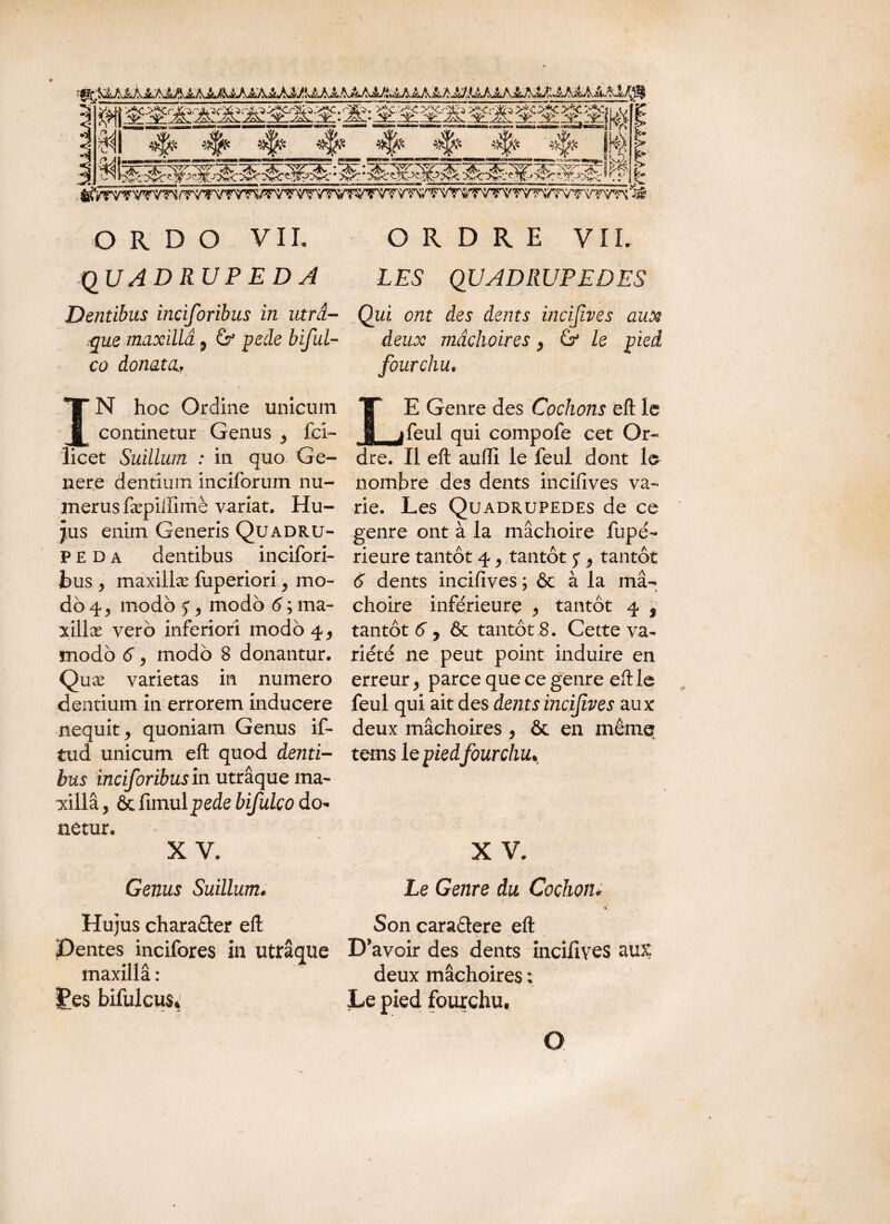 QUADRUPEDA LES QUADRUPEDES Dentibus inciforibus in utrd- Qui ont des dents incijîves aux que maxillâ 9 &* pede biful- deux mâchoires, & le pied co donatu, fourchu. IN hoc Ordine unicum continetur Genus , fci™ licet Suillum : in quo Ge¬ nere dentium inciforuin nu¬ merus fæpiffimè variat. Hu¬ jus enim Generis Quadru- P e d a dentibus incifori- jbus , maxillæ fuperiori, mo¬ do 4 y modo j y modo 6 ; ma¬ xillæ verô inferiori modo 4, modo 6 y modo 8 donantur. Quæ varietas in numero dentium in errorem inducere nequit y quoniam Genus if- tud unicum eft quod denti¬ bus inciforibus m utraque ma¬ xilla , & fimulpede bifulco do¬ netur. X V. Genus Suillum« Hujus chara£ter eft Dentes incifores in utraque maxilla : £es bifulcus* E Genre des Cochons efl; le ifeul qui compofe cet Or¬ dre. Il efl: auffi le feul dont le nombre des dents incifives va¬ rie. Les Quadrupedes de ce genre ont à la mâchoire fupé- rieure tantôt 4, tantôt 5*, tantôt 6 dents incifives y & à la mâ¬ choire inferieure > tantôt 4 s tantôt 6“, & tantôt .8. Cette va¬ riété ne peut point induire en erreur y parce que ce genre eft: le feul qui ait des dents incifives aux deux mâchoires , & en même tems le pied fourchu* X V. Le Genre du Cochoiu Son caraétere eft D’avoir des dents incifives aux; deux mâchoires : Le pied fourchu. O
