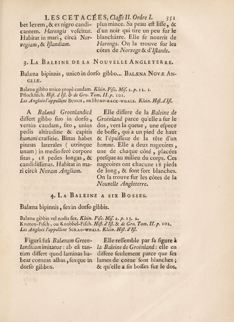 bet leyem, & ex nigro candi- plus mince. Sa peau eft liffe , & cantem. Harengis vefcitur. d’un noir qui tire un peu fur le Habitat in mari, circà Ncr- blanchâtre. Elle fe nourrit de vegiam,&t IJlandiam. Harengs. Onia trouve furies côtes de Norvège & d'IJlande. 3. La Baleine de la Nouvelle Angleterre. Balæna bipinnis, unico in dorfo gibbo... Balæna Novæ An- GLIÆ. Balæna gibbo unico propè caudam. Klein. Pifc. Mif. i.p. 12. 1. PHockfiich. Hijl. dIjl. & de Gro. Tom. II. p. ioi. Les A nglois T appellent Bunch > ou Hump-back-whale. Klein. Hijl. dTJl. A Balæna Groenlandicâ differt gibbo fuo in dorfo , versiis caudam, fito , unius pedis altitudine & capitis humani craffitie. Binas habet pinnas laterales ( utrinque unam) in medioferè corpore fitas , 18 pedes longas , & candidiffimas. Habitat in ma¬ ri circà Novam Angliam. 4. L A B ALEIN Elle différé de la Baleine de Groenland parce qu'elle a fur le dos, vers la queue , une efpece de boffe, qui a un pied de haut & fépaiffeur de la tête d'un homme. Elle a deux nageoires , une de chaque côté , placées prefque au milieu du corps. Ces nageoires ont chacune 18 pieds de long, & font fort blanches. On la trouve fur les côtes de la Nouvelle Angleterre. : a six B o sses. Balæna bipinnis, fex in dorfo gibbis. Balæna gibbis vel nodis fex. Klein. Pifc. Mif. i. p. 13. 2. Knoten-Fifch, ou Knobbel-Fifch. Hijl. dTJl. 5c de Gro. Tom. II. p. 102. Les Anglois rappellent Scrag-whale. Klein. Hijl. dTjl. Figura luâ Balænam Groen- landicamimitdLtur : ab ea tan- tiim differt quod laminas ha¬ beat corneas albas, fexque in dorfo gibbos. Elle reffemble par fa figure à la Baleine de Groenland : elle en différé feulement parce que fes lames de corne font blanches ; & qu’elle a fix boffes fur le dos»