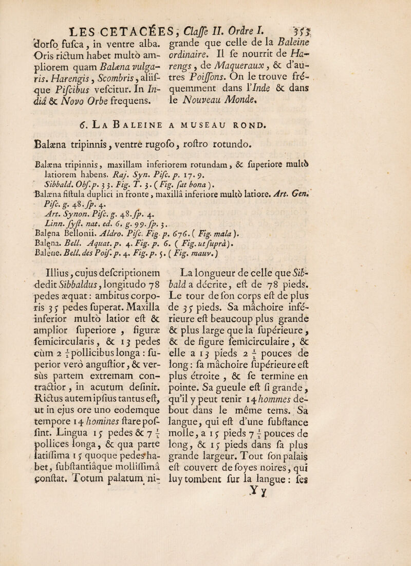 iïorfo fufca, in ventre alba. grande que celle de la Baleine Oris riétum habet multo am- ordinaire» Il fe nourrit de Ha~ pliorem quam Balæna vulga- rengs, de Maqueraux , & d au- ris. Harengis, Scombris, aliif- très Poijfons. On le trouve fré- que Pifcibus vefcitur. In In- quemment dans Y Inde & dans diâ ôc Novo Orbe frequens. le Nouveau Monde. 6. La Baleine a museau rond. Balæna tripinnis , ventre rugofo , roftro rotundo. Balæna tripinnis, maxillam inferiorem rotundam > de fuperiore mult& latiorem habens. Raj. Syn. Pifc. p. 17*9, Sibbald. Obf.p. 3 3. Fig. T. 3. ( Fig. fat bona ) « Balæna filtula duplici in fronte, maxilla inferiore multo latiore. Art. Geni Pifc% §• 4^* fp• 4* Art. Synon. Pifc. g. 48.fp. 4. Linn. fyJI. nat. ed. 6. g. 99. fp. 3. Balena Bellonii. Aldro. Pifc, Fig- p. 676. ( Fig. mala ). Balena. Bell. Aquat.p. 4. Fig. p. 6. ( Fig.utfuprà). Balene. Bell, des Poif p. 4. Fig. p. 5. ( Fig. mauv. ) Illius , cujus deferiptionem La longueur de celle que Sib- dedit Sibbaldus, longitudo 78 bald a décrite, eft de 78 pieds, pedes æquat : ambitus corpo- Le tour de fon corps eft de plus ris 3 y pedes fuperat. Maxilla de 3 y pieds. Sa mâchoire infé- inferior multo latior eft 6c rieure eft beaucoup plus grande amplior fuperiore , figuræ 6c plus large que la fupérieure, femicircularis, & 13 pedes & de figure femicirculaire , & cùm 2 7 pollicibus longa : fu- elle a 13 pieds 2 7 pouces de perior vero anguftior, 6c ver- long : fa mâchoire fupérieure eft sus partem extremam con- plus étroite , ôe fe termine en traétior , in acutum definit, pointe. Sa gueule eft fi grande. Rictus autem ipfius tantus eft, qu’il y peut tenir 14 hommes de- ut in ejus ore uno eodemque bout dans le même tems. Sa tempore 14 homines ftarepof- langue, qui eft dune fubftance fint. Lingua 1y pedes & 7 7 molle, a 1 ; pieds 7 7 pouces de pollices longa, & qua parte long, & iy pieds dans fa plus latiffima 1 y quoque pedes ha- grande largeur. Tout fon palais bet, fubftantiâque mollilTimâ eft couvert defoyes noires, qui çonftat. Totum palatum nL luytombent fur la langue: fes