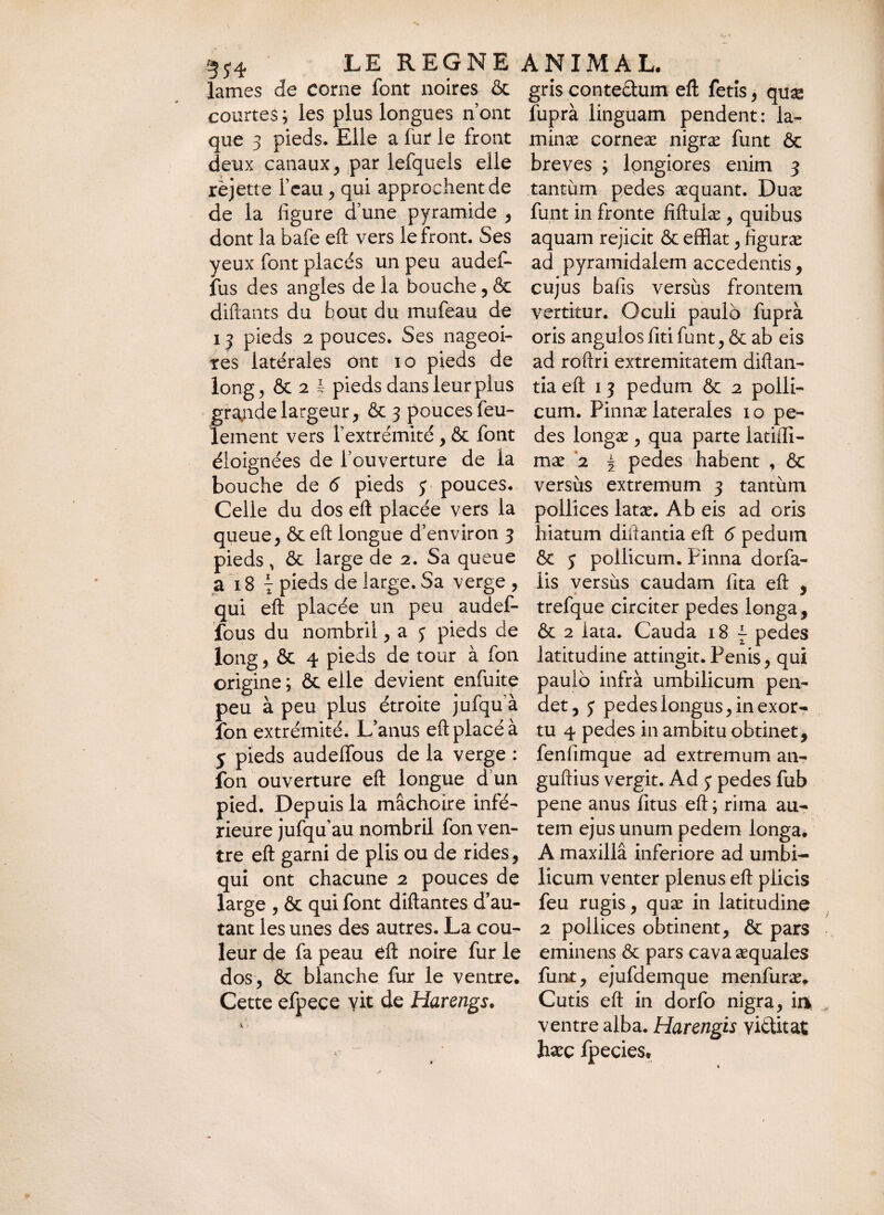 lames de corne font noires & courtes ; les plus longues n’ont que 3 pieds. Elle a fur le front deux canaux, par lefquels elle rejette l’eau, qui approchent de de la figure d’une pyramide , dont la bafe eft vers le front. Ses yeux font placés un peu audef- fus des angles de la bouche , & diftants du bout du mufeau de 13 pieds 2 pouces. Ses nageoi¬ res latérales ont io pieds de long, & 2 l- pieds dans leur plus grande largeur, & 3 pouces feu¬ lement vers l’extrémité, & font éloignées de l’ouverture de la bouche de 6 pieds 3 pouces. Celle du dos eft placée vers la queue, & eft longue d’environ 3 pieds, & large de 2. Sa queue a 18 7 pieds de large. Sa verge, qui eft placée un peu audef- fous du nombril, a 3 pieds de long, & 4 pieds de tour à fon origine ; & elle devient enfuite peu à peu plus étroite jufqu à fon extrémité. L’anus eft placé à y pieds audeffous de la verge : fon ouverture eft longue d un pied. Depuis la mâchoire infé¬ rieure jufqu’au nombril fon ven¬ tre eft garni de plis ou de rides, qui ont chacune 2 pouces de large , & qui font diftantes d’au¬ tant les unes des autres. La cou¬ leur de fa peau éft noire fur le dos, & blanche fur le ventre. Cette efpece vit de Harengs. gris conteâum eft fetis, quæ fuprà linguam pendent: la- minæ corneæ nigræ funt & breves ; longiores enim 3 tantum pedes æquant. Duæ funt in fronte fiftuiæ , quibus aquam rejicit & efflat, figuræ ad pyramidalem accedentis, cujus bafis versus frontem vertitur. Oculi paulo fuprà oris angulos fiti funt, & ab eis ad roftri extremitatem diftan- tia eft 1 3 pedum & 2 polli¬ cum. Pinnæ laterales 1 o pe¬ des longæ , qua parte latiffi- mæ 2 5 pedes habent , & versus extremum 3 tantum pollices latæ. Ab eis ad oris hiatum diftantia eft 6 pedum & 3 pollicum. Pinna dorfa- lis versus caudam lita eft , trefque circiter pedes longa, & 2 iata. Cauda 187 pedes latitudine attingit.Penis, qui paulo infrà umbilicum pen¬ det, 3 pedes longus, in exor¬ tu 4 pedes in ambitu obtinet, fenfimque ad extremum an- guftius vergit. Ad 3 pedes fub pene anus fitus eft ; rima au¬ tem ejus unum pedem longa. A maxillâ inferiore ad umbi¬ licum venter plenus eft plicis feu rugis, quæ in latitudine 2 pollices obtinent, & pars eminens & pars cavaæquales funt, ejufdemque menfuræ. Cutis eft in dorfo nigra, ir* ventre alba. Harengis viftitat hæç fpecies.