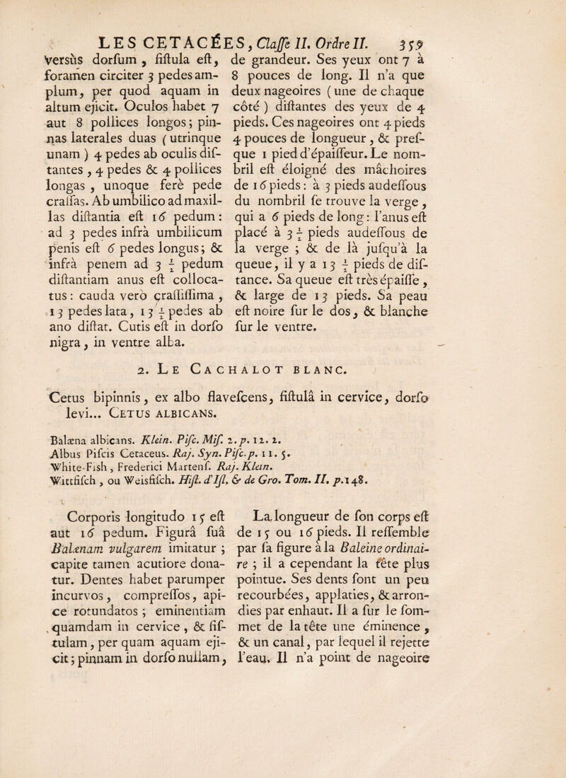 Versus dorfum , fiftula eft, de grandeur. Ses yeux ont 7 à foramen circiter 3 pedes am- 8 pouces de long. Il n’a que pium, per quod aquam in deux nageoires (une de chaque altum ejicit. Oculos habet 7 côté ) diftantes des yeux de 4 aut 8 pollices longos ; pin- pieds. Ces nageoires ont 4 pieds nas laterales duas ( utrinque 4 pouces de longueur , & pref- unam ) 4 pedes ab oculis dif- que 1 piedd’épaiffeur.Le nom- tantes , 4 pedes & 4 poliices bril eft éloigné des mâchoires longas , unoque ferè pede de 16 pieds : à 3 pieds audeffous cralfas. Ab umbilico admaxil- du nombril fe trouve la verge , las diftantia eft 16 pedum : qui a 6 pieds de long : l’anus eft ad 3 pedes infrà umbilicum placé à 3 j- pieds audeffous de penis eft 6 pedes longus; Ôc la verge ; ôc de là jufqu’à la infrà penem ad 3 ; pedum queue, il y a 13 ~ pieds de dif- diftantiam anus eft colloca- tance. Sa queue eft très épaiffe, tus : cauda verô çraftiffima , ôc large de 13 pieds. Sa peau 13 pedes lata, 13 ppedes ab eft noire furie dos, ôc blanche ano diftat. Cutis eft in dorfo fur le ventre, nigra, in ventre alba. 2. Le Cachalot blanc. j Cetus bipinnis, ex albo flavefcens, fiftulâ in cervice, dorfo levi... Cetus albicans. Balæna albicans. Klein. Pifc.Mif. z.p. 12. 2. Alb us Pifcis Cecaceus. Raj. Syn. Pifc.p. 11.5. \^hite~Fish, Frederici Martenf. Raj. Klein. Wittfifch , ou Weisfifch. Hijl. d'IJl> & de Gro. Tom. II, p. 148. Corporis longitudo 1 $ eft La, longueur de fon corps eft aüt ié pedum. Figura fuâ de 1 3 ou 16 pieds. Il reffemble Balœnam vulgarem imitatur ; par fa figure à la Baleine ordinal capite tamen acutiore dona- re ; il a cependant la tête plus tur. Dentes habet parumper pointue. Ses dents font un peu incurvos, compreffos, api- recourbées, applaties, ôcarron- ce rotundatos ; eminentiam dies par enhaut. Il a fur le foin- v quamdam in cervice , ôc fif* met de la tête une éminence 7 tulam, per quam aquam eji- ôc un canal, par lequel il rejette cit ; pinnam in dorfo nuilam, l’eau. Il n’a point de nageoire