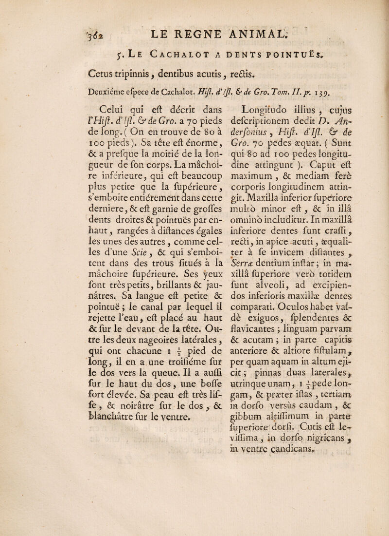 y. Le Cachalot a dents pointuës, Cetus tripinnis , dentibus acutis , redtis. Deuxième efpece de Cachalot. Hiji. d/Jl. &de Gro. Tom. II. p\ 159. Celui qui eft décrit dans VHiJl. iïJjl. & de Gro. a 70 pieds de long. ( On en trouve de 80 à ico pieds ). Sa tête eft énorme, & a prefque la moitié de la lon¬ gueur de fon corps. La mâchoi¬ re inférieure, qui eft beaucoup plus petite que la fupérieure, s’emboîte entièrement dans cette derniere, & eft garnie de greffes dents droites & pointues par en- haut , rangées à diftances égales les unes des autres , comme cel¬ les d une Scie, & qui s’emboî¬ tent dans des trous fitués à la mâchoire fupérieure. Ses yeux font très petits, brillants & jau¬ nâtres. Sa langue eft petite & pointue ; le canal par lequel il rejette l’eau, eft placé au haut &fur le devant de la tête. Ou¬ tre les deux nageoires latérales, qui ont chacune 1 - pied de long, il en a une troifiéme fur le dos vers la queue. Il a aufïi fur le haut du dos, une boffe fort élevée. Sa peau eft très lif- fe, & noirâtre fur le dos , & blanchâtre fur le y entre» Longitudo illius , cujus deferiptionem dedit D. An- derfonius , Hift. d’IJl. & de Gro. 70 pedes æquat. ( Sunt qui 80 ad 100 pedes longitu¬ dine attingunt ). Caput eft maximum , & mediam ferè corporis longitudinem attin¬ git. Maxilla inferior fuperiore multo minor eft , & in ilia omnino includitur. In maxilla inferiore dentes funt crafti, redii, in apice acuti, aequali¬ ter à fe invicem diftantes , Serrœ. dentium inftar ; in ma- xillâ fuperiore vero totidem funt alveoli, ad excipien¬ dos inferioris maxillae dentes comparati. Oculos habet vah dè exiguos, fplendentes & flavioantes ; linguam parvam & acutam ; in parte capitis anteriore & altiore fiftulam^ per quam aquam in altum eji¬ cit ; pinnas duas laterales, utrinqueunam, 1 -pede lon¬ gam, & praeter iftas , tertiam in dorfo versiis caudam , & gibbum altiffimum in parte fuperiore dor fi. Cutis eft le- viffima, in dorfo nigricans $ in ventre candicans»