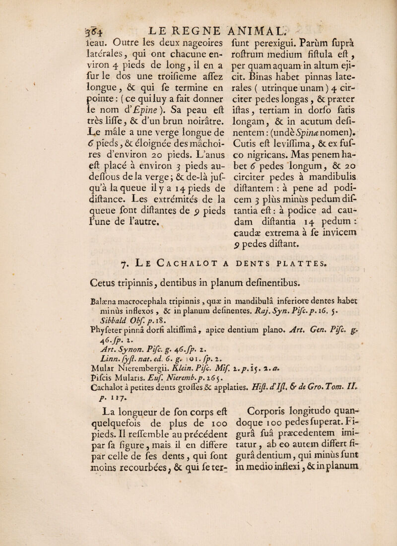 leau. Outre les deux nageoires latérales , qui ont chacune en¬ viron 4 pieds de long , il en a fur le dos une troifieme affez longue , & qui fe termine en pointe : ( ce quiluy a fait donner le nom d’Epine ). Sa peau eft très liffe, & d’un brun noirâtre. L,e mâle a une verge longue de 6 pieds , & éloignée des mâchoi¬ res d’environ 20 pieds. L’anus eft placé à environ 3 pieds au¬ de ho us de la verge ; & de-là juf- qu’à la queue il y a 14 pieds de diftance. Les extrémités de la queue font diftantes de 9 pieds l’une de l’autre. funt perexigui. Parùm fuprà roftrum medium fiftula eft , per quam aquam in altum eji¬ cit. Binas habet pinnas late¬ rales ( utrinque unam ) 4 cir¬ citer pedes longas, & præter iftas , tertiam in dorfo fatis longam , & in acutum defi- nentem : (undb Spinœ nomen). Cutis eft leviffima, & ex fuf- co nigricans. Mas penem ha¬ bet 6 pedes longum, & 20 circiter pedes à mandibulis diftantem : à pene ad podi¬ cem 3 pliis miniis pedum diff tantia eft : à podice ad cau¬ dam diftantia 14 pedum : caudæ extrema à fe invicem p pedes diftant. 7. Le Cachalot a dents plattes» Cetus tripinnisj dentibus in planum delinentibus» Balæna macrocephala tripinnis > quae in mandibula inferiore dentes habet minus inflexos , & in planum delinentes. Raj. Syn. Pifc, p, 16. 5. Sibbald Obf, p. 18. Phyfeter pinnâ dorfl altiflimâ, apice dentium plano. An. Gcn. Pifc, p A6-fP- Art, Synon, Pifc. g. 4 6 fp* £• Linn, fyji, nat, ed. 6, g, 101. fp, 2» Mular Nierembergii. Klein. Pifc, Mif i,p,l$, Pifcis Mularis. Euf Nieremb,p, Cachalot à petites dents groifes$c applaties. Hijt. cTIJl. 6* de Gro. Tarn* Ili p, 117. La longueur de fon corps eft Corporis longitudo quan~ quelquefois de plus de 100 doque 100 pedes fuperat. Fi- pieds. Il reffemble au précédent gurâ fuâ praecedentem imi- par fa figure 5 mais il en différé tatur, ab eo autem differt fi- par celle de fes dents , qui font gurâ dentium, qui minus funt moins recourbées ^ & qui fe ter- in medio inflexi ? &inplanum