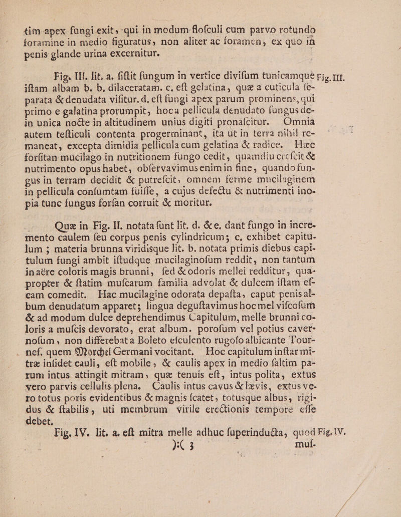 tim-apex fungi exit, qui in modum flofculi cum parvo rotundo foramine in medio figuratus, non aliter ac foramen, ex quo in penis glande urina excernitur. : Fig. III. lit. a. fiftit fangum in vertice divifum tunicamque ri, rrr. iflam albam b. b, dilaceratam. c, eft gelatina, quz a cuticula fe- parata &amp; denudata vifitur. d, efl fungi apex parum prominens, qui primo e galatina prorumpit, hoca pellicula denudato fungus de- in unica nocte in altitudinem unius digiti pronafcitur. | Omnia autem teíticuli contenta progerminant, ita ut in terra nihil re- maneat, excepta dimidia pellicula cum gelatina &amp; radice. Hec forfitan mucilago in nutritionem fungo cedit, quamdiu cicfcit nutrimento opus habet, obíervavimus enimin fine, quandofun- gus in terram decidit &amp; putrefcit; omnem ferme mucilaginem in pellicula confumtam fuiffe, a cujus defe&amp;tu &amp; nutrimenti ino- pia tunc fungus forían corruit &amp; moritur. | Quz in Fig. II. notata fünt lit. d. &amp;e, dant füngo in incre. mento caulem feu corpus penis cylindricums c, exhibet capitu. lum ; materia brunna viridisque lit. b. notata primis diebus capi- tulum fungi ambit iftudque mucilaginofüm reddit, non tantum inaére coloris magis brunni, Íed &amp; odoris mellei redditur, qua- propter &amp; ftatim mufcarum familia advolat &amp; dulcem iftam ef- cam comedit. Hac mucilagine odorata depafta, caput penisal- . bum denudatum apparet; lingua deguftavimus hocmel vifcofum &amp; ad modum dulce deprehendimus Capitulum, melle brunni co- loris a mufcis devorato, erat album. porofum vel potius caver- nofüm, non differebata Boleto efculento rugofoalbicante Tour- . nef. quem $X?ordxi Germani vocitant, Hoc capitulum inftar mi- tre infidet cauli, eft mobile; &amp; caulis apex in medio faltim pa- rum intus. attingit mitram, quz tenuis eft, intus polita, extus vetro parvis cellulis plena. — Caulis intus cavus &amp;lxvis, extus ve- Io totus poris evidentibus &amp; magnis fcatet, totusque albus, rigi- dus &amp; ftabilis, uti membrum virile ercctionis tempore cffe debet. . | | Fig. IV. lit. a. eft mitra melle adhuc fuperinduQa, quod Fig.1V. | Pozos mul.