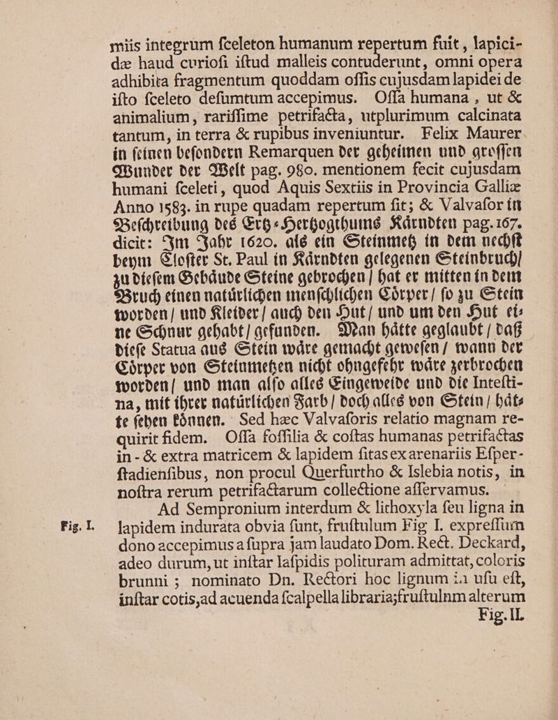 miis inteyrum fceleton humanum repertum fuit , lapici- dz haud curiofi iftud malleis contuderunt, omni opera adhibita fragmentum quoddam offis cujusdam lapidei de ifto fceleto defümtum accepimus. |. Offa humana , ut &amp; animalium, rariffime petrifacta, utplurimum calcinata tantum, in terra &amp; rupibus inveniuntur. Felix Maurer in (cínem befonbern Remarquen tct. gcbeíimen uub are(fea Onunber ber. Belt pag. 08o. mentionem fecit cujusdam humani fceleti, quod Aquis Sextiis in Provincia Gallic Anno 1585. in rupe quadam repertum fit; &amp; Valvafor ítl €Be(d)teibung Dcé Gt «Sderüogrbume SXárubten pag. 167. dicit: *ym 4abt t620. alé ein Cteínmet im bem necoft bepm. &amp;le(ter Sc, Paul i Sürnbten gelegenen Gteiabrucp 3u Cicfeni Gebdube &amp;teine gebroc)eu | bat et tmitten ín bett 93rud cínen natür(id)en menfdlic)en Gorper/ fo yu &amp;teíu toorben/ uno fleiber] aud) oen -Dut/ unb um ben SJSut et ne &amp;duur aebabt/ acfünben. — fan Dátte aeglaubt / taf bite Statua aud. Gtein wáre aemact aetvefen / ann bet Gótpet von. Geiatiietsen nicbt obugefebr todtre yerbrodoeu toorben| unb mau aífo a([cé Gingetveibe unb Dic Intefti- te (eben Eónnen. / Sed hec Valvaforis relatio magnam re- quirit fidem. —Offa foffilia &amp; coftas humanas petrifactas in- &amp; extra matricem &amp; lapidem fitasexarenariis Efper- ftadienfibus, non procul Querfurtho &amp; Islebia notis, in noftra rerum petrifaCtarum collectione affervamus. Ad Sempronium interdum &amp; lithoxyla feu ligna in dono accepimus a füpra jam laudato Dom. Rect. Deckard, brunni ; nominato Dn. Re&amp;ori hoc lignum ia ufu eft, inftar cotis,ad acuenda fcalpellalibraria;fruftulnmalterum Fig.lL