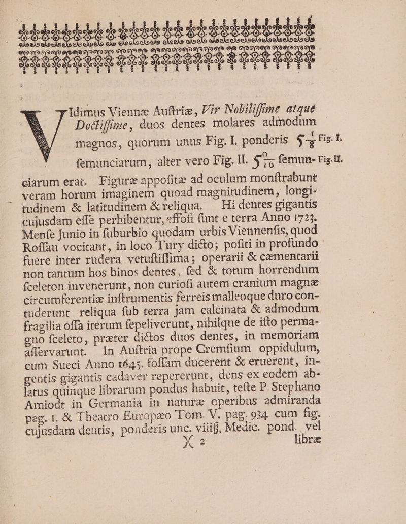 rIdimus Viennz Auftrie, Vir Nobilifrme atque Dodliffie, duos dentes molares admodum : . e | [A magnos, quorum unus Fig. I. ponderis $-, Fig.l. . . 9 femunciarum, alter vero Fig. IL. $7; femun- Fig. ciarum erat. Figura appofite ad oculum monftrabunt veram horum imaginem quoad magnitudinem, longi- tudinem &amp; latitudinem &amp;reliqua. — Hi dentes gigantis cujusdam effe perhibentur, «ffofi funt e terra Anno 1725. Menfe Junio in fuburbio quodam urbis Viennenfis, quod Roffau vocitant, in loco Tury dicto; pofiti in profundo fuere inter rudera vetuftiffima; operarii &amp; caementarii non tantum hos binos dentes, (ed &amp; totum horrendum fceleton invenerunt, non curiofi autem cranium magna circumferentia inftrumentis ferreis malleoque duro con- tuderunt reliqua fub terra jam calcinata &amp; admodum. fragilia offa iterum fepeliverunt, nihilque de ifto perma- gno fceleto, praeter dictos duos dentes, in memoriam affervarunt. In Auftria prope Cremfium oppidulum, - cum Sueci Anno 1645. foffam ducerent &amp; eruerent, in- gentis gigantis cadaver repererunt, dens ex eodem ab- latus quinque librarum pondus habuit, tefte P. Stephano Amiodt in Germania in nature operibus admiranda pag. I. &amp; Theatro Europeo Tom. V. pag. 934. cum fos cujusdam dentis, ponderis n viii, Medic. pus Ms 2 ibre