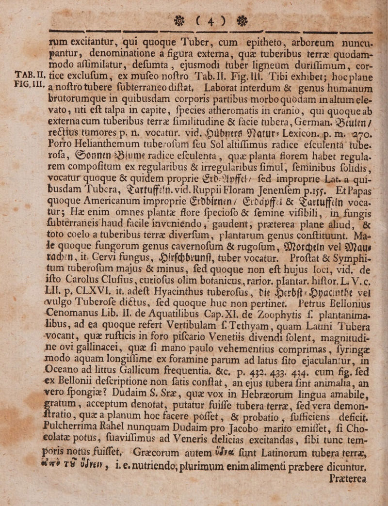 GEaUCY €. 70 soc fec pantur, denominatione a figura externa, qua tuberibus terrz quodam- - JOE £ inii sd e r Se es | , » Pes TEN M : TAE.II. tice exclufum, ex mufeo noftro T'ab.II. Fig.lil. Tibi exhibet; hoc plane FIG.UL a noftro tubere fübterraneodiftat, Laborat interdum &amp; genus humanum brutorumque in quibusdam corporis partibus morbo quodam inaltum ele- vato , uti eft talpa in capite, fpecies atheromatis in cranio, qui quoqueab externa cum tuberibus terra fimilitudine &amp; facie tubera, German. 35tultn / rectius tumores p. n. vocatur. vid. Jyübntra 9?atur« Lexicon.;p. m. 270. Porro Helianthemum tuberofum feu Sol altiffimus radice efculentá tube. rofa, Conntn 2Sium: radice efculenta, qua planta florem habet regula. rem compofitum ex regularibus &amp; irregularibus fimul, feminibus folidis, vocatur quoque &amp; quidem proprie Gtb;?Ipffct- fed. improprie-Lat..a-.qui- busdam 'T'ubera, S'artu(fiín. vid. Ruppii Floram Jenenfem p.1jj. EtPapas tur; Hz enim omnes plant flore fpeciofo &amp; femine vifibili, | in, fungis fubtérraneis haud facile invcniendo , gaudent; praterea: plane áliud, &amp; toto coelo a tuberibus terre diverfum, plantarum genus conftituunt. Ma- tacbn, it. Cervi fungus, Joirfdbbrunfl, tuber vocatur. Proftat &amp; Symphi- tum tuberofüm majus &amp; minus, fed quoque non eft hujus loci, vid. de LII. p. CLXVI it. adeft Hyacinthus tuberofus, tíe Jycrbft: opacintbe vel «vulgo Tuberofe diétus, fed quoque huc non pertinet. Petrus Bellonius Cenomanus Lib. lI. de Aquatilibus Cap. XI. de Zoophytis f. plantanima- libus, ad ea quoque refert Vertibulam f. Tethyam, quam Laüni Tubera vocant, quz rufticis in foro pifcario Venetiis divendi folent, magnitudi- xe ovi gallinacei, quz fi mano paulo vehementius comprimas , fyringa modo aquam longiffime ex foramine parum ad latus fito ejaculantur, in Oceano ad littus Gallicum frequentia. &amp;c, p. 432. 433. 434. cum fig. fed *x Bellonii defcriptione non fàtis conftat , an ejus tubera fint animalia, an werofípongix? Dudaim S. Srz, quz vox in Hebrxorum lingua amabile, Eom , acceptum denotat, putatur fuiffe tubera terra, fed vera demon- 3tratio, quz a planum hoc facere poffet , &amp; probatio , fufficiens deficit. Pulcherrima Rahel nunquam Dudaim pro Jacobo. marito emiffet, fi Cho- €olatz potus, fuaviffimus ad Veneris delicias excitandas, fibi tunc tem- poris notus fuiffet, Graecorum autem .v4»&amp; (unt Latinorum tubera terrae, 8a? TS 0jr , i.e. nutriendo, plurimum enimalimenti prebere dicuntur, | Praterea