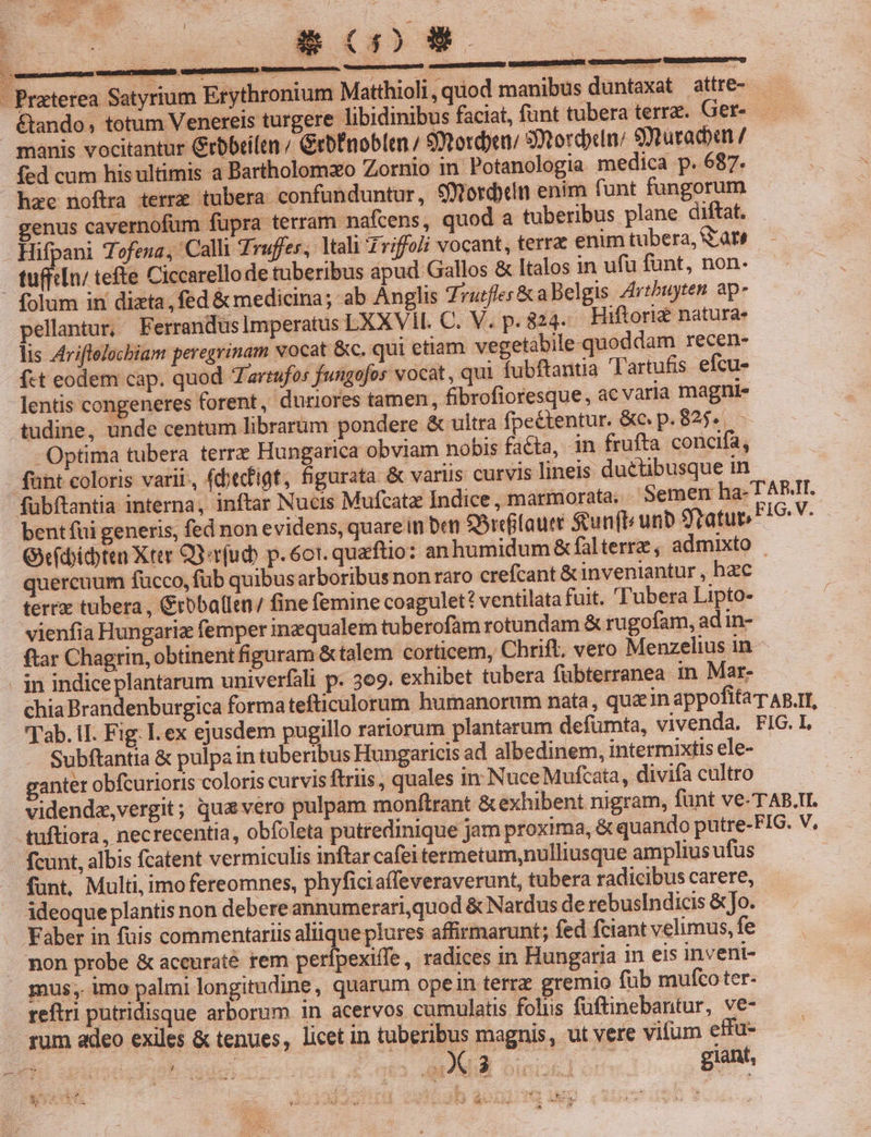 - Praterea Satyrium Erythronium Matthioli, quod manibus duntaxat attre- . &amp;ando, totum Venereis turgere libidinibus faciat, funt tubera terre. Ger- — manis vocitantur Grbbtilen / GrbÉnoblen / Stord)en/ 9Xtordeln: e$nutraduun / fed cum his ultimis 3 Bartholomzo Zornio in. Potanologia medica p. 687. hze noftra terre tubera confunduntur, S9Xtorden enim funt fungorum genus cavernofum fupra terram nafcens, quod a tuberibus plane diftat. — Hifpani Tofena, Calli Truffes, Itali Zviffoli vocant, terra enim tubera, Sae tuffiln/ tefte Ciccarello de tuberibus apud Gallos &amp; Italos in ufu fünt, non. ' folum in dizta;, fed &amp; medicina; ab Anglis Trutfles &amp;aBelgis Artbuyten ap- pellantur, Ferranduslmperatus LXXViL C. V. p. 824. Hiftoriz naturae lis ZtrifleJocbiam peregrinam vocat &amp;c. qui etiam vegetàbile quoddam recen- («t eodem cap. quod Zartufos fungofos vocat, qui fubftantia 'Tartufis efcu- lentis congeneres forent, duriores tamen, fibrofioresque, ac varia magni- tudine, unde centum librarüm pondere &amp; ultra fpeétentur. &amp;c p. 82. - -Optima tubera terra Hungarica obviam nobis facta, in frufta. concifa; funt coloris varii-, (dbecfigt, figurata &amp; variis curvis lineis ductibusque in fübftantia interna, inftar Nucis Mufcatze Indice , marmorata. Semen ha- T AB.IT. bent fui generis, fed non evidens, quare in Den SUiclauer Sun(ti unb Statue FIG. V. Gridbibitn Xter Qiu p.601. quaftio: an humidum &amp; falterrz , admixto | quercuum fucco, fub quibusarboribus non raro crefcant &amp; inveniantur , hzc terrx tubera , &amp;rbballen/ fine femine coagulet? ventilata fuit. ubera Lipto- vienfia Hungari femper inzqualem tuberofam rotundam &amp; rugofam, ad in- ftar Chagrin, obtinent figuram &amp;talem corticem, Chrift. vero Menzelius in . in indiceplantarum univerfàli p. 309. exhibet tubera fubterranea in Mar- chia Brandenburgica formatefticulorum humanorum nata, quz in appofita T Ap.IT, ab. iT. Fig. I. ex ejusdem pugillo rariorum plantarum defümta, vivenda, FIG.L Subftantia &amp; pulpain tuberibus Hungaricis ad albedinem, intermixtis ele- ganter obfcurioris coloris curvis ftris , quales in Nuce Mufcata, divifa cultro vidende,vergit; qua vero pulpam monftrant &amp; exhibent nigram, funt ve-TAB.TI. tuftiora, necrecentia, obfoleta putredinique jam proxima, &amp; quando putre-FIG. V. fcunt, albis fcatent vermiculis inftar cafei termetum,nulliusque amplius ufus (funt, Multi, imofereomnes, phyficiaffeveraverunt, tubera radicibus carere, ideoque plantis non debereannumerari,quod &amp; Nardus de rebusIndicis &amp;Jo. Faber in fuis commentariis aliique plures affirmarunt; fed fciant velimus, fe non probe &amp; accurate rem perípexiffe , radices in Hungaria in eis inveni- mus, imo palmi longitudine, quarum ope in terrz gremio fub mufco ter- reftri putridisque arborum in acervos cumulatis folus füftinebantur, ve- rum adeo exiles &amp; tenues, licet in tuberibus magnis, ut vere vifum effu- ii d j Pus REI dii giant, X3 $2