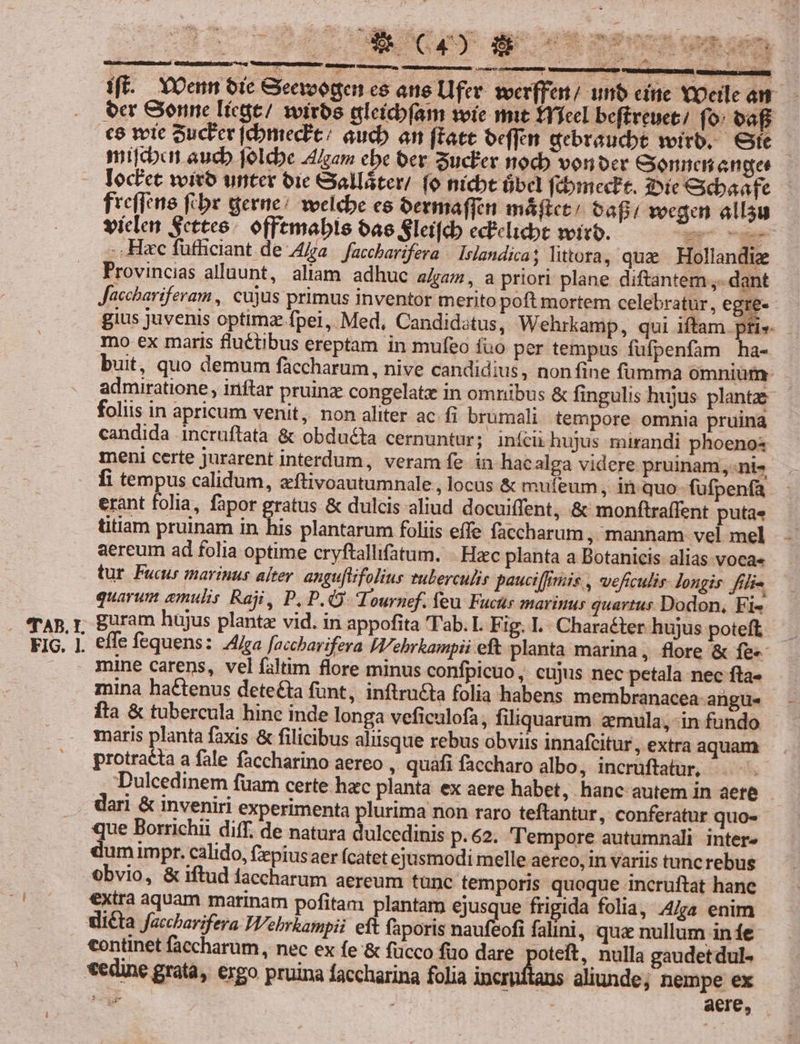 FIG. l. iff. YOemm oic Geavogen ce ane Ufer wer(fen/ unb eine Yoeile am ocr Gone Iícat/ 1iros aleícbfam soie mit Ylfeel beftreuet/ fo: oaf €6 wie Sucler |cbmec?t/ aucb an ftatt oeffen gebraucbt wirb. €ste mida aucb folcbe 4/zam cbe oer Sucker nodo vonber Gonnes anges Ioclet vivo unter oie Gallátet/ fo nicbt übel fcómectt. 3iDie &amp;cbaafe fre(fene fibe gerne? welcbe es oermaffcn máftct/ bafi; vegan allsu viclen Scttee/ offtmabls oae Sleifcb ecelicbt viro. Ek Ee -. Hac futliciant de Ala | facebarifera | Islandica ; littora, quz | Hollandiz Provincias allaunt, aliam adhuc aam, a priori plane diftantem ,. dant Jacchariferam , cujus primus inventor merito poft mortem celebratur, egre- gius juvenis optima fpei, Med, Candiditus, Wehrkamp, qui iftam ptis — mo ex maris fluctibus ereptam in mufeo fuo per tempus fufpenfam ha- buit, quo demum faccharum, nive candidius, nonfine fümma omnium: admiratione , iriftar pruinz congelatz in omribus &amp; fingulis hujus plantae foliis in apricum venit, non aliter ac fi brumali tempore omnia pruina candida incruftata &amp; obduéta cernuntur; inícii hujus mirandi phoenos meni certe jurarent interdum, veram fe. in hac alga videre. pruinam,ni« fi tempus calidum, eftivoautumnale, locus &amp; mufeum , it quo- fufpenfa erant folia, fapor gratus &amp; dulcis aliud docuiffent, &amp; monftraffent putae titiam pruinam in his plantarum foliis effe faccharum , mannam vel mel aereum ad folia optime cryftallifatum. - Heec planta a Botanicis alias voca« tur. Fucus marinus alter. angu[tifolius tuberculis pauciffrmis , weficulis- longis fili quarum aemulis Raji, P. P. Tournef. feu. Fucts marinus quartus Dodon, Fi- effe fequens: Aga faccharifera Wehrkampii eft planta marina , flore &amp; fe«- mine carens, vel faltim flore minus confpicuo, cujus nec petala nec fta« mina hactenus deteé&amp;ta funt, inftructa folia habens membranacea angu- fta &amp; tubercula hinc inde longa veficulofa, filiquarum amula,-in fundo maris planta faxis &amp; filicibus aliisque rebus obviis innafcitur, extra aquam protracta a fale faccharino aereo , quafi faccharo albo, incruftatur, ., Dulcedinem fuam certe hzc planta ex aere habet, hanc autem in aere dari &amp; inveniri experimenta plurima non raro teftantur, conferatur quo- que Borrichii diff. de natura dulcedinis p.62. Tempore autumnali inter» dum impr. calido, fzepius aer (catet ejusmodi melle aereo, in variis tunc rebus obvio, &amp; iftud faccharum aereum tunc temporis quoque incruftat hane €xtra aquam marinam pofitam plantam ejusque frigida folia, 4/za enim vita faccbarifera Webrkampii eft faporis naufeofi falini, qua nullum infe continet faccharum , nec ex fe &amp; fücco füo dare oteft, nulla gaudetdul- *edine grata, ergo pruina faccharina folia iemuftans aliunde; nempe ex eel j | | aere, -
