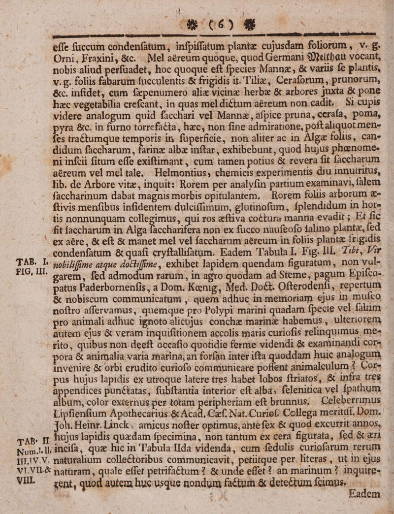 C LAGE M m. effe fuccum condenfatum, infpiffatum plante cujusdam foliorum ,' v. g. - Orni, Fraxini, &amp;c. . Mel aéreum quoque, quod Germani $ieithau vocant, nobis aliud perfuadet, hoc quoque eft fpecies Mannz., &amp; variis fe plantis, v. g. foliis fabarum fucculentis &amp; frigidis it. 'T'iliz, Ceraforum , prunorum, &amp;c. infidet, cum fzpenumero alic vieinz herb &amp; arbores juxta &amp; pone hzc vegetabilia crefcant, in quas meldictum aéreum non cadit, $1 cupis videre analogum quid facchari vel Mannz , afpice pruna, cerafa, poma, pyra &amp;c. in furno torrefacta, hzc, non fine admiratione, poftaliquot men fes tra&amp;tumque temporis in, fuperficie, non aliter ac in Algz foliis, can» didum faccharum, farinz alba inftar , exhibebunt , quod hujus phaenome- ni infcii fitum effe exiftirnant , cum tamen potius &amp; revera fit fáccharum aéreum vel mel tale, Helmontius, chemicis experimentis diu innutritus, lib. de Arbore vitz, inquit: Rorem per analyfin partium examinavi, (alem faccharinum dabat magnis morbis opitulantem. Rorem foliis arborum &amp;- ftivis menfibus infidentem dulciffimum, glutinofum, fplendidum in hore - tis nonnunquam collegimus, qui ros zftiva cottura manna evadit ; Et fic. fit faccharum in Alga faccharifera non ex fucco naufeofo 1alino plantz, fed ' ex aére, &amp; eft &amp; manet mel vel faccharum aéreum in foliis planta frigidis : — '.eondenfatum &amp; quafi cryftallifatum. Eadem Tabulal. Fig. lil, Tibi, Vir I d nobilifme atque docliffmne , exhibet lapidem.quendam figuratum, non'vul- ^ garem, fed admodum rarum, in agro quodam ad Steme, pagum Epifco-. . patus Paderbornenfis, a Dom. Koenig, Med. Do&amp;t. Ofterodenfi, repertum &amp; nobiscum communicatum ,' quem adhuc in memoriam ejus in muíeo noftro affervamus, quemque pro Polypi marini quadam fpecie vel falum pro animali adhuc ignoto alicujus. conche marin habemus , ulteriorem autem ejus &amp; veram inquifitionem accolis maris curiofis relinquimus mes - fito, quibus non deeft occafio quotidie ferme videndi &amp; exarüinandi core pora &amp; animalia varia marina, an forfán inter ifta quoddam huic analogum invenire &amp; orbi erudito curiofo comimunhicare poflent animalculum 5. Cor- pus hujus lapidis ex utroque latere tres habet lobos ftriatos, &amp; infra tres appendices pun&amp;tatas; fübftantia interior eft alb: felenitica vel fpathum album, color externus per totam xeripheriam eft brunnus. Celeberrimus Lipfienfium Apothecatius:&amp; Acad, Caf. Nat. Curief; Collega meritifl, Dom. Joh. Heinr. Linck . amicus nofter optimus, antefex &amp; quod excurrit annos, qAP. jp hujus lapidis quzdam fpecimina, non tantum ex cera figurata, . fed &amp; ari Num. llineifa, qua hic in T'abula Ida videnda, cum fedulis curiofarum rerum 1J.!V.V. naturalium colle&amp;toribus communicavit, petütque per.literas , ut 1n ejus VI.VIL&amp; patüram,, quale effet petrifa£tum ?- &amp; unde effet ?- an marinum ? inquire- VIL — gent, quod autem huc usque nondum factum &amp; detectum fcimns; :  3
