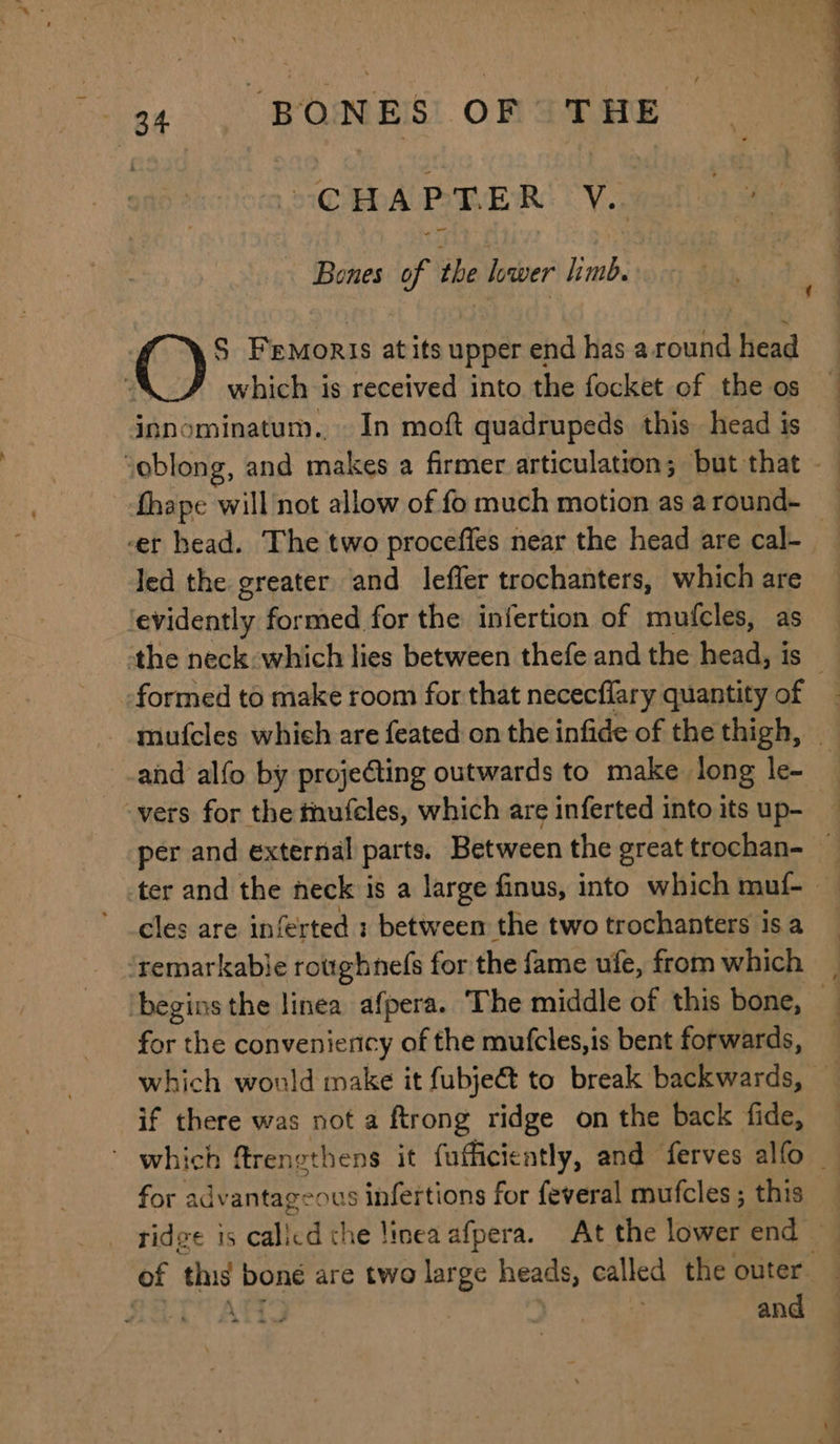 CHAPTER V. fey Bones of the lower limb. S Frmoris at its ane end has around head which is received into the focket of the os innominatum. In moft quadrupeds this head is ‘oblong, and makes a firmer articulation; but that -— et head. The two proceffes near the head are cal- led the greater and leffer trochanters, which are ‘evidently formed for the infertion of mufcles, as the neck which lies between thefe and the head, is _ -formed to make room for that nececflary quantity of mufcles which are feated on the infide of the thigh, and alfo by projecting outwards to make long le- ‘vers for the thufeles, which are inferted into its up- per and external parts. Between the ereattrochan= ~ ter and the neck is a large finus, into which muf- — cles are inferted 1 between the two trochanters is a ‘remarkable roughnefs for the fame ufe, from which ‘begins the linea afpera. The middle of this bone, — for the conveniency of the mufcles,is bent forwards, which would make it fubje@ to break backwards, — if there was not a ftrong ridge on the back fide, — ~ which frenethens it fufficiently, and ferves alfo _ for advantageous infertions for feveral mufcles ; this tide is calicd che linea afpera. At the lower end of ‘this bone are two large heads, called the outer Ne and