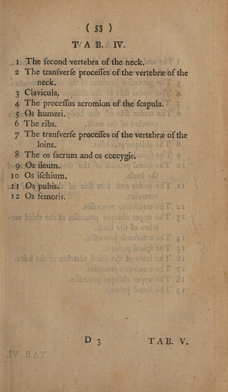 i oe WA BAI. The tranfverfe procefles of the sos deter of the neck. ! be Clavicula, tr ey Up The proceffus acromion of the Sede | The ribs. The tranf{verfe procefies of the niieeke of ue | loins. The os facrum and os coveygis, a. Os ifchium, Os femoris. ‘D 3 TAB NX