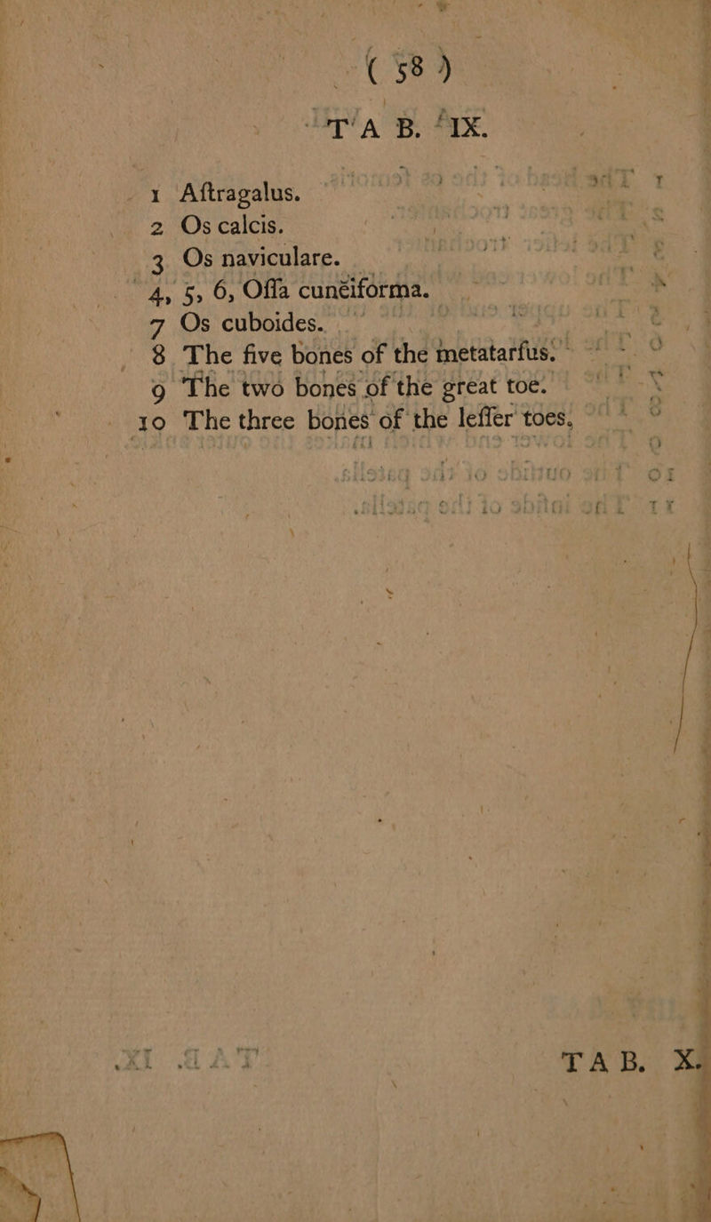 : ¢ TA B. IX ‘ 1 Aftragalus. thes. sit 1 2 Os calcis. ae Osnaviculae. re 4, 5, 6, Offa cunéiforma. 3 | . 7 Os cuboides. SiS. ed de ae 8 The five bones of the Pnptitartus®” ake 9 “The two bones of the great toe. eX eae The three bones of the lefler LOS, “Se §  | o ; 4 ifi Z t ¥ ein