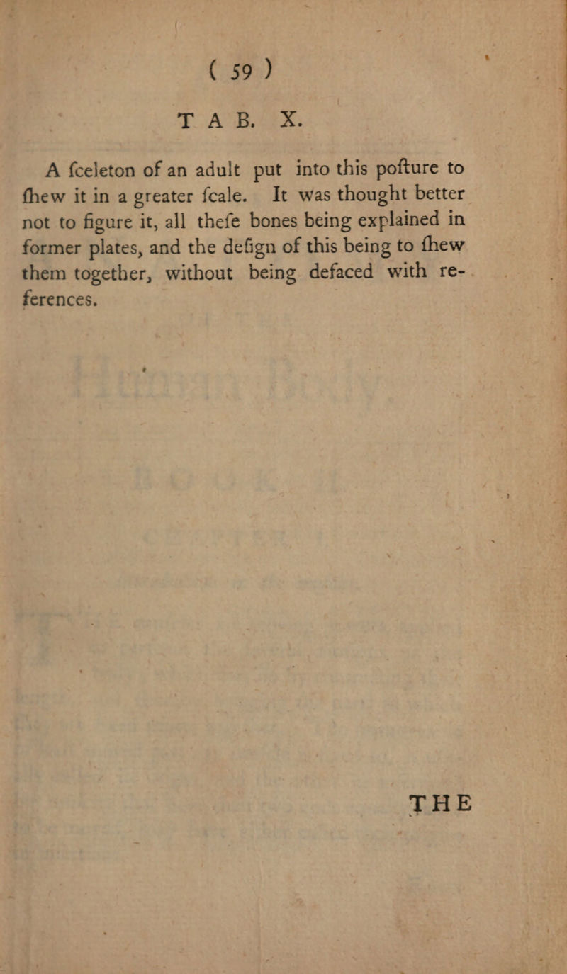 T A TBbee: A {celeton of an adult put into this pofture to fhew it in a greater fcale. It was thought better not to figure it, all thefe bones being explained in former plates, and the defign of this being to fhew them together, without being defaced with re-. ferences. THE