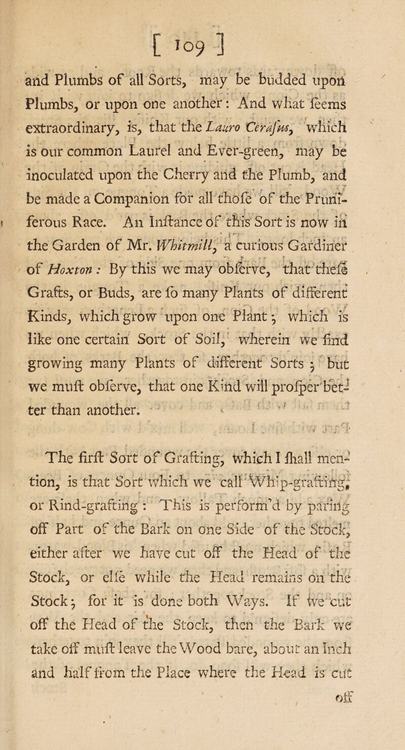 [ T°9 1 and Plumbs of all Sorts, may be budded upon Plumbs, or upon one another: And what feems extraordinary, is, that the Lauro €erajmy which is our common Laurel and Ever-green, may be 1 ' > • r~ * r inoculated upon the Cherry and the Plumb, and ** -j* be made a Companion for all thofe of the Prurii- < ferous Race. An Inffance of this Sort is now in the Garden of Mr. Whltmill, a curious Gardiner * * > f >\ » r y. Jf ; of Hoxton : By this we may obferve, that thefe ' '' f * v * t 6- .. ? _ - .f.. Grafts, or Buds, are fo many Plants of different Kinds, which grow upon one Plant } which is 1 . , * .£• . r *• \ like one certain Sort of Soil, wherein we find growing many Plants of different Sorts } but we muft obfenre, that one Kind will prolper bet¬ ter than another. The firfl: Sort of Grafting, which I ihall men- . - * \ tion, is that Sort which we call 'Whip-grafting; T T * V ' jt or Rind-grafting : This is performed by paring off Part of the Bark on one Side of the Stock, 7 ' • . * * V .--w* either after we have cut off the Head of the Stock, or elle while the Head remains on the Stocky for it is done both Ways. If We cut off the Head of the Stock, then the Bark we take off muff leave the Wood bare, about an Inch and half from the Place where the Head is cut 1