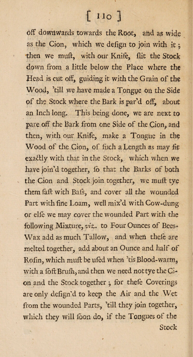 off downwards towards the Root, ahd as wide as the Cion, which we defign to join with it $ then we muft, with our Knife, flit the Stock down from a little below the Place where the Head is cut off, guiding it with the Grain of the Wood, ’till we have made a Tongye on the Side of the Stock where the Bark is par’d off, about an Inch long. This being done, we are next to pare off the Bark from one Side of the Cion, and then, with our Knife, make a Tongue in the Wood of the Cion, of fitch a Length as may fit * exactly with that in the Stock, which when we have join’d together, lo that the Barks of both the Cion and Stock join together, we muff tye them faff with Bafs, and cover all the wounded Part with fine Loam, well mix’d with Cow-dung or elfe we may cover the wounded Part with the following Mixture, viz, to Four Ounces of Bees- Wax add as much Tallow, and when thefe are melted together, add about an Ounce and half of Rofm, which muff be ufed when ’tis Blood-warm, with a foft Brufh, and then we need not tye the Ci-^ on and the Stock together j for thefe Coverings are only defigif d to keep the Air and the Wet from the wounded Parts, ’till they join together, which they will foon do, if the Tongues of the Stock *