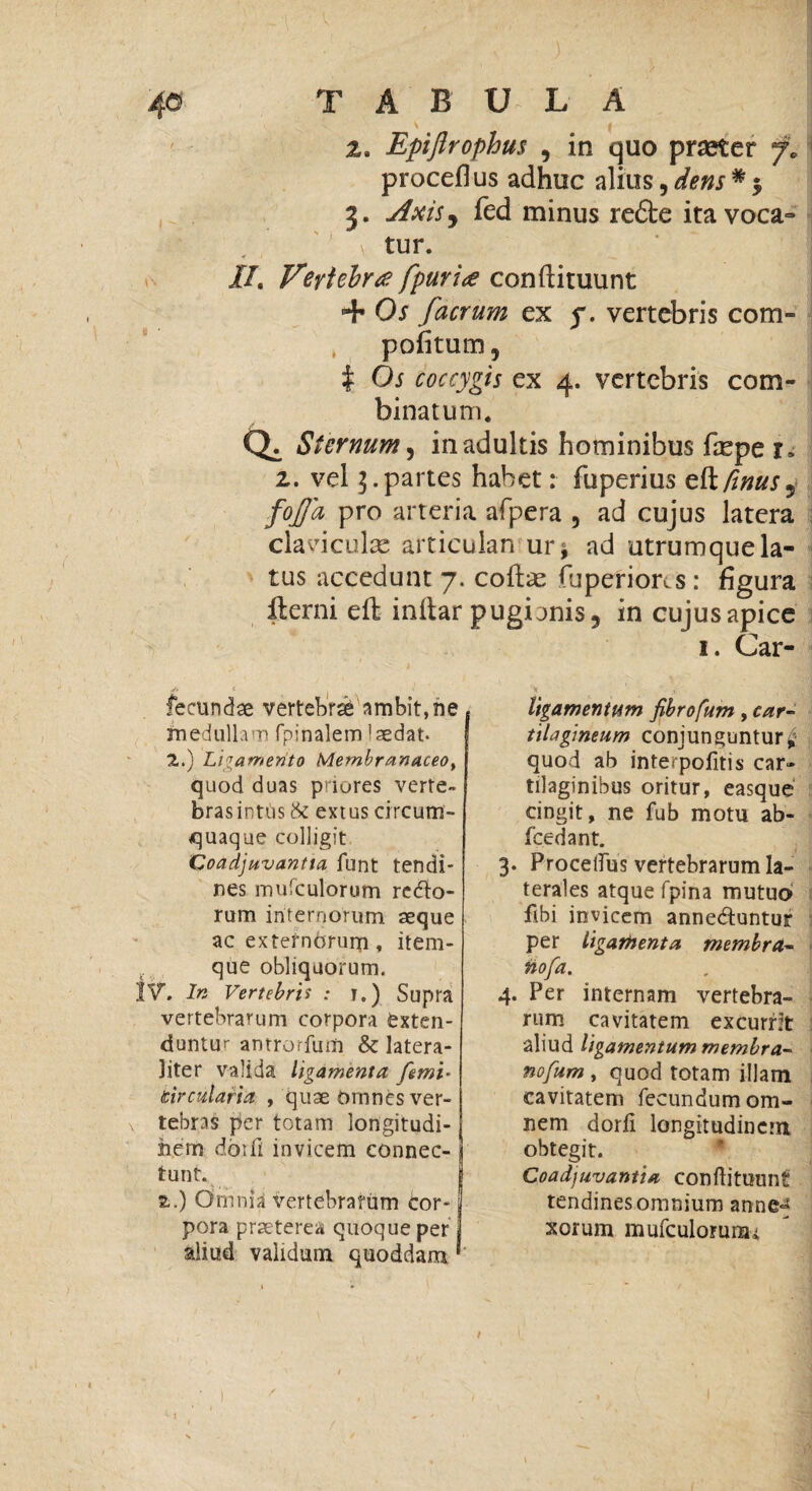 2. Epiflrophus 9 in quo praeter f. proceflus adhuc alius, dens * $ 3. jlxiS) fed minus re6te ita voca- v tur. II, Veytebrtf fpurite conilituunt + Os faerum ex f. vertebris com- , politum 5 t Oi coccygis ex 4. vertebris com¬ binatum. Q. Sternum, in adultis hominibus fepe r» z. vel 3. partes habet: fuperius eH fimus5 fojja pro arteria afpera , ad cujus latera claviculae articuian ur^ ad utrumque la¬ tus accedunt 7. coftae fuperiores: figura ilerni ell inltar pugionis, in cujus apice 1. Car- fecundae vertebri ambit, ne ligamentum fibrofum , car¬ tilagineum conjunguntur* quod ab interpofitis car¬ tilaginibus oritur, easque cingit, ne fub motu ab- fcedant. 2.) Ligamento Membranaceo, quod duas priores verte¬ bras intus & extus circum¬ quaque colligit V 1 VI IX J | IV. In Vertebris : i.) Supra nes mufculorum redto- rum internorum asque ac externOrum, item- que obliquorum. 3. Proceifus vertebrarum la¬ terales atque fpina mutuo libi invicem annedtuntur per ligamenta membra- nofia. \ tebras per totam longitudi- liter valida ligamenta fimi- duntur antrorfuoi & latera- vertebrarum corpora fexten- icircularia , quae omnes ver- 4. Per internam vertebra¬ rum cavitatem excurrit aliud ligamentum membra¬ no fum , quod totam illam cavitatem fecundum om¬ nem dorfi longitudinem obtegit. tendines omnium annef xorum mufculomnai aliud validum quoddam )