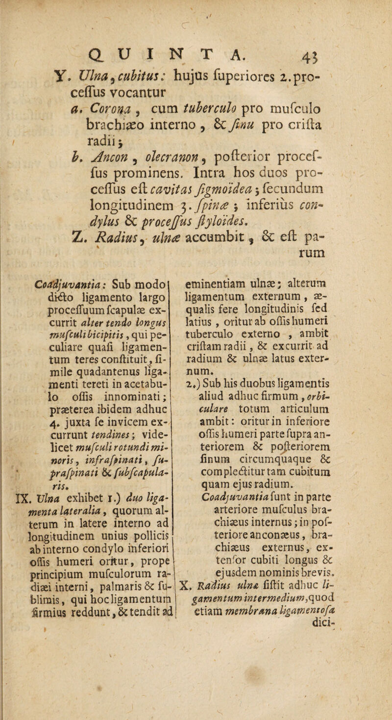 QUINTA. 45 y. Ulna) cubitus: hujus faperiores 2.pr-o- ceflus vocantur a, Corona , cum tuberculo pro mufculo brachiaeo interno , Sc finu pro erilia radii $ b. Ancon , olecranon 5 pollerior procef- fus prominens. Intra hos guos pro- celTus elt cavitas Jigmoidea $ fecundum longitudinem 3./pina * inferius con¬ dylus & procejfus fiyloides. Z. Radius, accumbit ? & eft pa¬ rum Coadjuvantia: Sub modo dido ligamento largo procefluumlcapulse ex¬ currit alter tendo longus mufcuh bicipitis, qui pe¬ culiare quali ligamen¬ tum teres conftituit, li- mile quadantenus liga¬ menti tereti in acetabu¬ lo offis innominati; praeterea ibidem adhuc 4. juxta fe invicem ex¬ currunt tendines-, vide¬ licet mufculi rotundi mi¬ noris , infrafpinati, fu- prafpinati 6c fubfcapula- ris. IX. Vina exhibet r.) duo liga¬ menta lateralia, quorum al¬ terum in latere interno ad longitudinem unius pollicis ab interno condylo inferiori offis humeri oritur, prope principium mufculorum ra- diaei interni, palmaris & fu- blimis, qui hocligamentura iumius reddunt tendit ad eminentiam ulnae; alterum ligamentum externum, ae¬ qualis fere longitudinis fed latius , oritur ab offis humeri tuberculo externo , ambit criftam radii, & excurrit ad radium & ulnae latus exter¬ num. 2,) Sub his duobus ligamentis aliud adhuc firmum, orbi- culare totum articulum ambit: oritur in inferiore offis humeri parte fupra an¬ teriorem & pofteriorem linum circumquaque complebitur tam cubitum quam ejus radium. Coadjuvantia funt in parte arteriore mufculus bra- chiaeus internus; in pof- teriore anconaeus, bra~ chiaeus externus, ex« tenfor cubiti longus 8c ejusdem nominis brevis. X. Radius ulna fiftit adhuc li¬ gamentum intermedium,,quod etiam membrana ligamentofa dici-