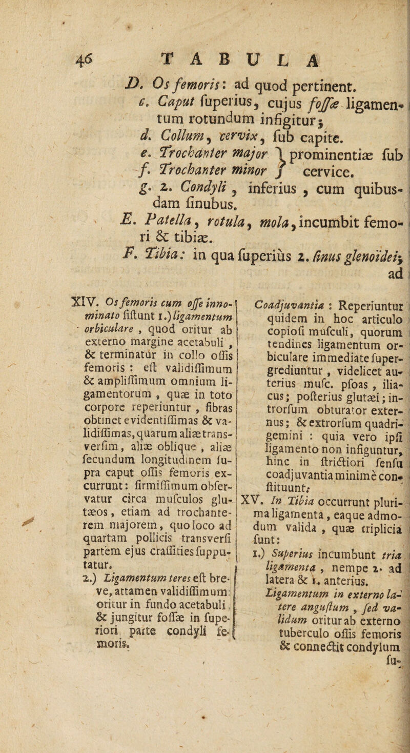 D. Os femoris: ad quod pertinent. ct Caput fuperius, cujus foffae ligamen¬ tum rotundum infigitur j d. Collum, cervix, fub capite. 'Trochanter major 1 prominentias fub /. Trochanter minor j cervice. & 2. Condyli, inferius , cum quibus¬ dam finubus, E. Patella, rotula, mola,incumbit femo¬ ri 6c tibias. i7. in qua fuperius 2. Unus glenoidei-, ad XIV. Oj femoris cum ojfe inno¬ minato fidunt i.)ligamentum ' orbiculare , quod oritur ab externo margine acetabuli , & terminatur in collo offis femoris : eft validiffimum & ampliffimum omnium li¬ gamentorum , quae in toto corpore reperiuntur , fibras obtinet evidentiffimas &va- lidiffimas,quarum aliae trans- verfim, aliae oblique , aliae fecundum longitudinem lu- pra caput offis femoris ex¬ currunt : firmiffim um obfer- vatur circa mufculos glu¬ teos , etiam ad trochante¬ rem majorem, quo loco ad quartam pollicis transverd partem ejus craffitiesfuppu- tatur. . 2.) Ligamentum teres eft bre* j ve,attamen validiffimum: oritur in fundo acetabuli, & jungitur foffae in fupe-f riori parte condyli fe-j moris. Coadjuvantia : Reperiuntur quidem in hoc articulo copiofi mufculi, quorum tendines ligamentum or¬ biculare immediate fuper- grediuntur, videlicet au- terius mufc. pfoas , ilia¬ cus; poderius glutsei; in- trorfum obturator exter¬ nus ; & extrorfum quadri¬ gemini : quia vero ipfl ligamento non infiguntur, hinc in ftridliori fenfu coadjuvantia minime con- ftituunt; XV. In Tibia occurrunt pluri¬ ma ligamenta , eaque admo¬ dum valida , quas triplicia funt: i.) Superius incumbunt tria, ligamenta, , nempe 2* ad latera & k« anterius. Ligamentum in externo la¬ tere anguflum , fed va¬ lidum oritur ab externo tuberculo offis femoris & conne&it condylum fu-