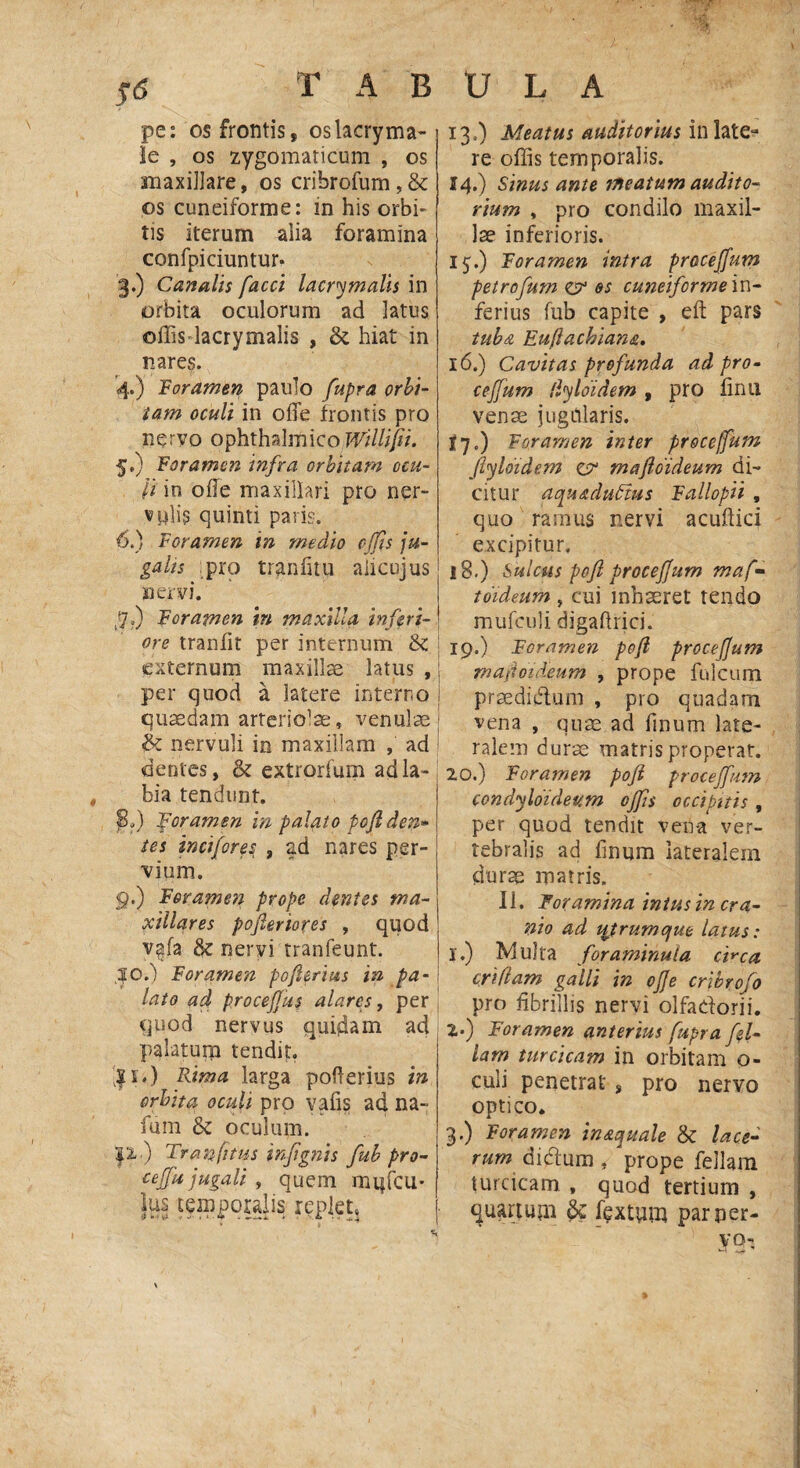 pe: os frontis, oslacryma¬ le , os zygomaticum , os maxillare, os cribrofum,& os cuneiforme: in his orbi* tis iterum alia foramina confpiciuntur* 3. ) Canalis facci lacrimalis in orbita oculorum ad latus offisdacrymalis , & hiat in nares. 4. ) Foramen paulo fupra orbi- tam oculi in ofie frontis pro nervo ophthalmico Willifii. 5. ) Foramen infra orbitam ocu¬ li in ode maxillari pro ner¬ vulis quinti paris. 6. ) Foramen in medio effis ju¬ galis :pro tranfitu aiicujus nervi. f..) Foramen in maxilla inferi¬ ore tranfit per internum &: externum maxillae latus , per quod a latere interno quaedam arteriolae, venulae & nervuli in maxillam , ad dentes, & extrorium ad la¬ bia tendunt. jB.) foramen in palato poflden- tes incifores , ad nares per¬ vium. 9.) Foramen prope dentes ma¬ xillares pojleriores , quod v^fa & nervi tranfeunt. ,?of) Foramen poflerius in pa¬ lato ad procefjus alares, per quod nervus quidam ad palatum tendit. |Rima larga pofterius in orbita oculi pro vafis ad na- fum & oculum. Tranfitus infignis fub pro- cejfu jugali , quem mi|fcU' lus temporalis replet, • % 13. -) Meatus auditorius mitte¬ re offis temporalis. 14. ) Sinus ante meatum audito¬ rium , pro condilo maxil¬ lae inferioris. ij.) Foramen intra proceffum petrofum er os cuneiforme m- ferius fub capite , eft pars tuba Euflachiana. 16. ) Cavitas profunda ad pro- cejfum tlyloidem , pro finii venae jugftlaris. 17. ) Foramen inter proceffum flyloidem es1 mafloideum di¬ citur aqu&duFtus Fallopii , quo ramus nervi acuftici excipitur, 18. ) Sulcus pofl proceffum maf- toideum , cui inhaeret tendo mufculi digaftrid. 19. ) Foramen pofl proceffum mafloideum , prope fulcum praedidum , pro quadam vena , quae ad ftnum late¬ ralem durae matris properat. 20. ) Foramen pofl proceffum condyloideum offis occipitis , per quod tendit ven-a ver¬ tebralis ad finum lateralem durae matris. II. Foramina intus in cra¬ nio ad utrum que latus: 1. ) IMulta foraminula emea criflam galli in offe cribrofo pro fibrillis nervi olfadorii. 2. ) Foramen anterius fupra fel¬ iam turcicam in orbitam o- culi penetrat s pro nervo optico. 3. ) Foramen in&quale & lace¬ rum didum, prope feliam turcicam , quod tertium , ^uartupi fextyii} par per- yg.