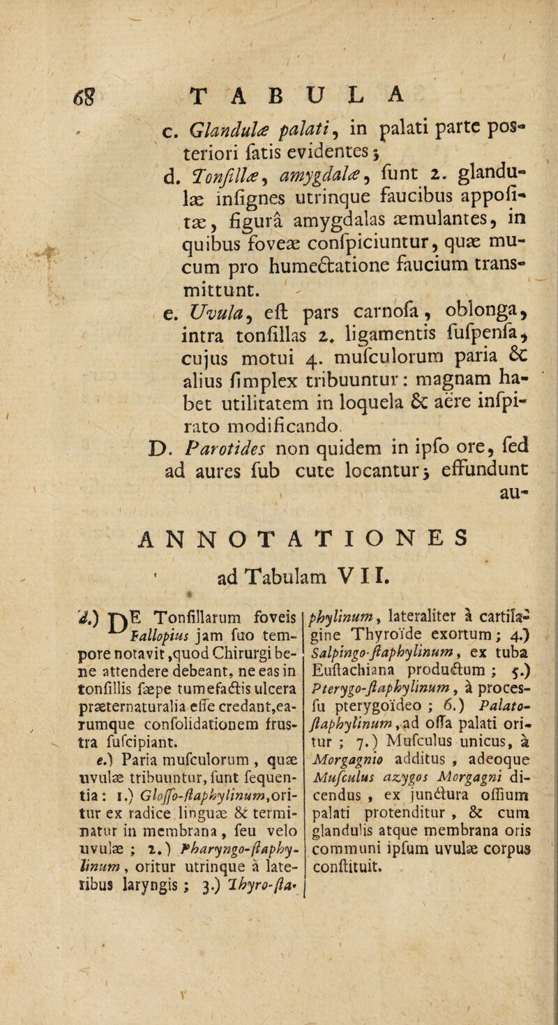 I 6$ TABULA c. GlanduU palati, in palati parte pos¬ teriori fatis evidentes * d. 'Tonjilltfi amygdala , funt 2. glandu- Ise infignes utrinque faucibus appofi- tse , figura amygdalas semulantes, in quibus foveae confpiciuntur, quae mu¬ cum pro humectatione faucium trans¬ mittunt. e. Uvula, eft pars carnofa, oblonga, intra tonfillas 2* ligamentis fufpenfa, cujus motui 4. mufculorum paria alius fimplex tribuuntur: magnam ha¬ bet utilitatem in loquela Sc aere infpi- rato modificando. D. Parotides non quidem in ipfo ore, fed ad aures fub cute locantur 5 effundunt « r au- '4 I i ANNOTATIONES ■ ad Tabulam V 11. d.) Tonfillarum foveis fallopius jam fao tem¬ pore notavit ,quod Chirurgi be¬ ne attendere debeant, ne eas in tonfiliis faepe tumefadfis ulcera prseternaturalia dTe credant,ea- Tumque confolidationem frus¬ tra fufei piant. e.) Paria mufculorum , quae uvulae tribuuntur, furit fequen- tia: 1.) Gloffo-flaphylinum,ori¬ tur ex radice linguae & termi¬ natur in membrana , feu velo uvulae ; 2.) Pharyngo-flaphy- linum, oritur utrinque a late¬ ribus laryngis; 3.) lhyro-(ia• phylinum, lateraliter \ cartila¬ gine Thyroide exortum; 4.) Salpmgo-fiapbylinum, ex tuba Euflachiana producum; 5.) Pterygo-fiaphylinum, a proces- fu pterygoideo ; 6.) Palato- Jlaphylinum t ad ofla palati ori¬ tur ; 7.) Mufculus unicus, a Morgagmo additus , adeoque Mufculus azygos Morgagni di¬ cendus , ex jun&ura offium palati protenditur , & curo, glandulis atque membrana oris communi ipfum uvulae corpus conftituit.