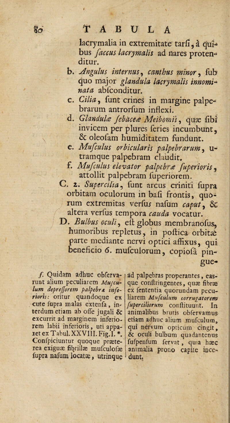 96 TABULA lacrymalia in extremitate tarfi, d qui» bus faccus lacrymalis ad nares proten- ditur. b. Angulus internus, canthus minor , fub quo major glandula lacrymalis innomi¬ nata abfconditur. c. Cilia, funt crines in margine palpe¬ brarum antrorfum inflexi. d. Glandula Jebfacete Meibomii, quse fibl invicem per plures feries incumbunt, ^ & oleofam h timiditatem fundunt. e. Mufculus orbicularis palpebrarum , u- tramque palpebram claudit. £ Mufculus elevator palpebra fuperioris , attollit palpebram fuperiorem. C. z. Supercilia, funt arcus criniti fupra orbitam oculorum in bafi frontis, quo¬ rum extremitas verfuj nafum caput, & altera verfus tempora cauda vocatur. D. Bulbus oculis elt globus membranofus, humoribus repletus, in poftica orbiti parte mediante nervi optici affixus, qui beneficio 6. rnufcuiorum, Copiofa pin¬ gue- f Quidam adhuc obferva- runt alium peculiarem Mujcu- lum deprejjorem palpebra infe¬ rioris: oritur quandoque ex cute fupra malas extenfa, in^ terdum etiam ab ode jugali & excurrit ad marginem inferio¬ rem labii inferioris, uti appa¬ ret ex Tabul.XXVIlI.Fig.I. *. Confpiciuntur quoque praete¬ rea exiguae fibrillae mufculofae fupra nafum locatae, utrinque ad palpebras properantes, eas- que conftringentes, quae fibrae ex lententia quorundam pecu¬ liarem Mufculum corrugator en® fuperciliorum conftituunt. In animalibus brutis obfervamus etiam adhuc alium mufculum „ qui nervum opticum cingit, & oculi bulbum quadantenus fufpenfum fervat, quia haec animalia prono capite ince¬ dunt.