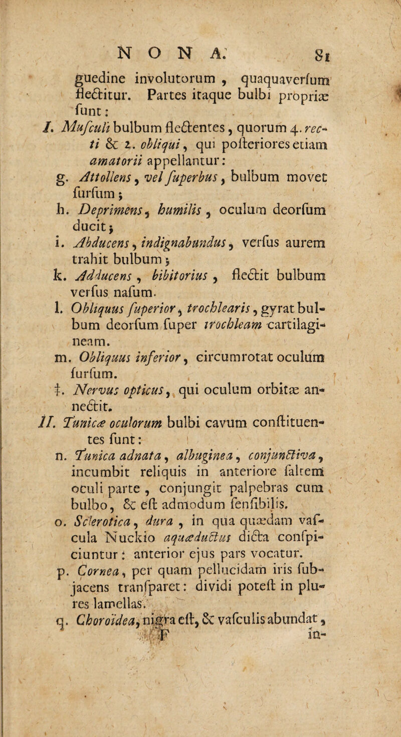 NONA: Si guedine involutorum , quaquaverfum fledtitur. Partes itaque bulbi propriae funt : /. Mufcuii bulbum fleftentes, quorum 4. rec¬ ti & 2. obliqui, qui pofteriores edam amatorii appellantur: g. Attollens, vel fuperbus, bulbum movet furfum; h. Deprimens 9 humilis 9 oculum deorfum ducit j i. Abducens, indignabundus, verfus aurem trahit bulbum $ k. Adducens , bibitorius , fle£tit bulbum verfus nafum. l. Obliquus fuperior, trochlearis, gyrat bul¬ bum deorfum fuper trochleam -cartilagi¬ neam. m. Obliquus inferior, circumrotat oculum furfum. t. Nervus opticus, qui oculum orbitas an¬ nectit. 7/. Tunica oculorum bulbi cavum conftituen* tes funt: n. 'Tunica adnata, albuginea, conjunCltva, incumbit reliquis in anteriore falcem oculi parte , conjungit palpebras cum bulbo, £c eft admodum fenfibilis. o. Sclerotica, , in qua quaedam vaf- cula Nuckio aqua duCtus didta confpi- ciuntur: anterior ejus pars vocatur. p. Cornea, per quam pellucidam iris fub- jacens tranfparet: dividi poteft in plu- res lamellas. q. Choroidea, nigracft, & vafcuiisabundat,