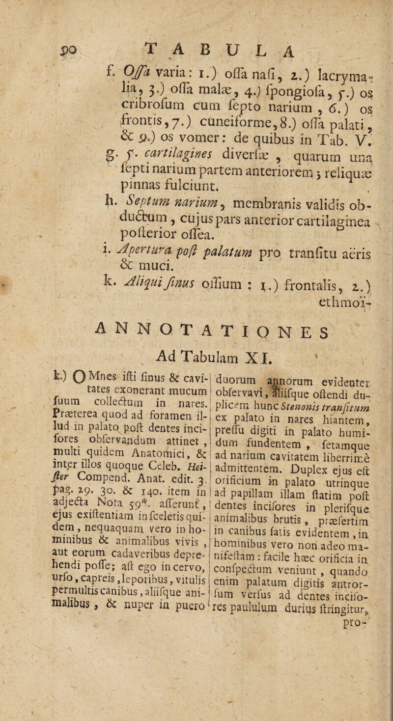 f. OJJa varia: i.) oflanafi, 2.) lacryma* lia5 3,) offa make, 4.) fpongiofa, f.) os cribrofum cum fepto narium ,6.) os flantis ,7.) cuneiforme,8.) oHa palati ? & p.) os vomer: de quibus in Tab. V. g. y. cartilagines diverfe , quarum una fepti narium partem anteriorem 5 reliquas pinnas fulciunt. h. Septum narium7 membranis validis ob- du£tum , cujus pars anterior cartilaginea poiierior olfea. i. Apertura po(l palatum pro tranfitu aeris & muci. k. Aiiqui finus oflium : j.) frontalis, 2.) ethmoi- * i ’ ANNOTATIONES Ad Tabulam XI. k) 0Mnes ifb finus & cavi¬ tates exonerant mucum fuum collectum in nares.1 Praeterea quod ad foramen il-j 3tid in palato^poft dentes inci- fores obfervandum attinet , multi quidem Anatomici, &; inter illos quoque Celeb. Hei- fter Compend. Anat. edit. 3. pag. 2.9, 30. & 140. item jn t adjedta^ Nota 59*, afferunt , I ejus exiftentiam infceletisqui- | dem , nequaquam vero in ho¬ minibus & animalibus vivis , aut eorum cadaveribus depre¬ hendi poffe; ait ego in cervo, urio, capreis,leporibus, vitulis permultis canibus ,aliifque ani-! nialibus, & nuper in puero! duorum annorum evidenter obfervavi, aliifque oitendi du¬ plicem hunc Stenonis tranfitum ex palato in nares hiantem, preffu digiti in palato humi- durn fundentem , fetamque ad narium cavitatem liberrime admittentem. Duplex ejus eit orificium in palato utrinque ad papillam illam ftatim poft dentes incifores in plerifque animalibus brutis, prsefertim in canibus fatis evidentem ,in hominibus vero non adeo nn- nifeitam: facile haec orificia in confpeitum veniunt , quando enim paiatum digitis antror- lum verius ad dentes incifo¬ res paululum durius ftringitur* pro-'