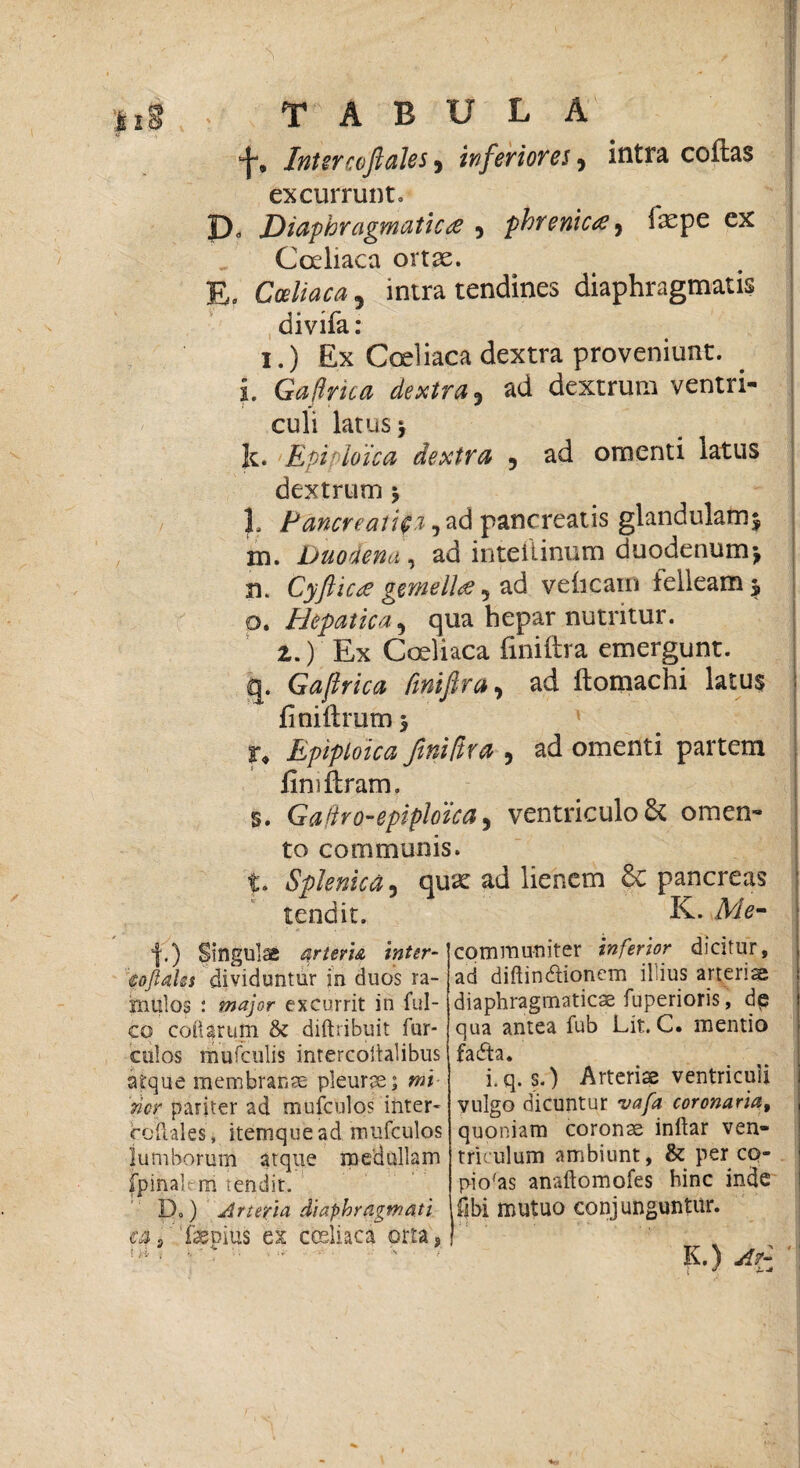 *j-, Inter coftales, inferiores, intra coftas excurrunt. IX Diaphragmatica 9 phrenicce^ ixipc ex Cceliaca ortae. E. Ca/wfti 5 intra tendines diaphragmatis divifa : i.) Ex Coeliaca dextra proveniunt, i. GaHrica dextra, ad dextrum ventri- m> * culi latus > k. Epiploica dextra , ad omenti latus dextrum 5 L Pancreatip, ad pancreatis glandulam$ m. Duodena, ad inteilinum duodenum* n. Cyfticre gemellce 5 ad veficam felleam 5 o. Hepatica9 qua hepar nutritur. 2.) Ex Coeliaca finiftra emergunt, g. Gaftrica fmiftra, ad ftomachi latus finiftrum 3 Epiploica finiftra ? ad omenti partem fimftram. s. Gaftro-epiploica, ventriculo & omen¬ to communis. t. Splenica 3 qux ad lienem 6c pancreas tendit. K. A/e- f.) Singulae arteria inter- eoftaks dividuntur in duos ra¬ mulos : major excurrit in ful- co coii arum & diftribuit fur* culos mufculis inrercohalibus atque membranae pleurae; mi 'ner pariter ad mufculos inter- ccilales, itemquead mufculos lumborum atque medullam (pinalem lendit. D.) Arteria diaphragmati ca s fWpius es coeliaca orta? communiter inferior dicitur, ad diftin&ionem illius arteriae diaphragmaticae fuperioris, dp qua antea fub Lit. C. mentio fadta. i.q, s.) Arteriae ventriculi vulgo dicuntur vafa coronaria, quoniam coronae inltar ven¬ tri ulum ambiunt, & per co¬ piolas anaftomofes hinc inde fjbi mutuo conjunguntur. K.) At- i j t.■»