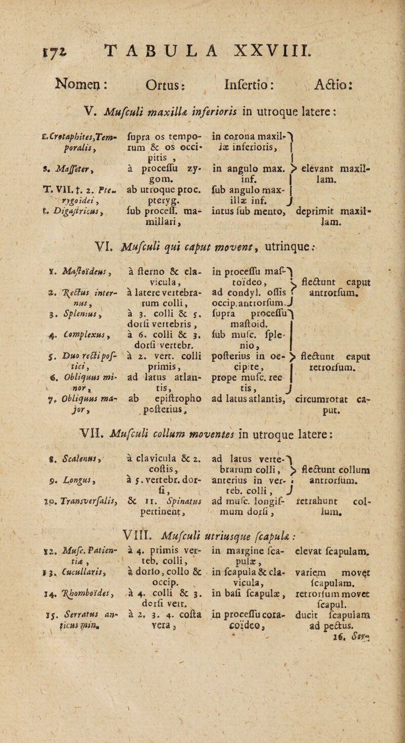 1 '■SV 171 TABULA XXVIII. Nomeu: Ortus: Infertio: Aftio: A V. Mu [culi maxilU inferioris in utroque latere: K.CrotapbiteSyTem- fupra os tempo- in corona maxil-^ poralis, rum & os occi* ia: inferioris, j pitis , v i s. Majftter> a proceflu zy- in angulo max. > elevant maxil- gom. inf. | lam. T. VII. f. 2. Fttm ab utroque proc. fub angulo max- ( rygoidei, pteryg. illas inf. J t. Digajiricus, fub proceff. ma- intus fub mento, deprimit maxii- miliari, lam. VI, Mufculi qui caput movent, utrinque; x. Majloideus, a flerno & cla- in proceflu maf-^ vicula, toideo, v fle&unt caput s. inter- a latere vertebra- ad condyl. offis . antrorfum. nusy rum colli, occip.antrorfum.J %. Splenius, a 3. colli & 5. fupra proceflu^ dorli vertebris , maftoid. 4. Complexus y a 6. colli 8c 3. fub mufc. fplc- dorli vertebr. nio, $. Duo reSlipof- a 2. vert. colli pofterius in oc-> fle&unt caput tici, primis, cipite, j retrorfum. €. Obliquus mi- ad latus atlan- prope mufc. rec nor, tis. tis, 7. Obliquus ma-* ab epiftropho ad latus atlantis, circumrotat ca¬ jor, pcfterius, put. ' - i^ VII. Mufculi collum moventes in utroque latere: $. Scalenus y a clavicula & 2. ad latus verte-^ coftis, brarum colli, > fledunt collum 9. Longus y a 5. vertebr. dor- anterius in ver- « antrorfum. fi, \ teb. colli, J xp. Transverfalisy 8c n. Spinatus ad mufc. longif- retrahunt col- pertinent, rnurn dorfi, lum, VIII. Mufculi utriusque fcapuU : \z. Mufc.Patien- 14, primis ver- in margine fca- elevat fcapulam. ti* , teb. colli, pulx, 13. Cucullarisy a dorlo, collo 8c in fcapula & cla- variem mov^t occip. vicula, fcapulam. 14. %homboides, a 4. colli 8c 3. in bafi fcapulae, retrorfum movet dorfi veit. fcapul. J5. Serratus an- a 2. 3. 4* cofta in proceflu cora- ducit fcapuiam Ucusinir^ vera 9 ( coideo, ad pe&us. 16, Ssfi r