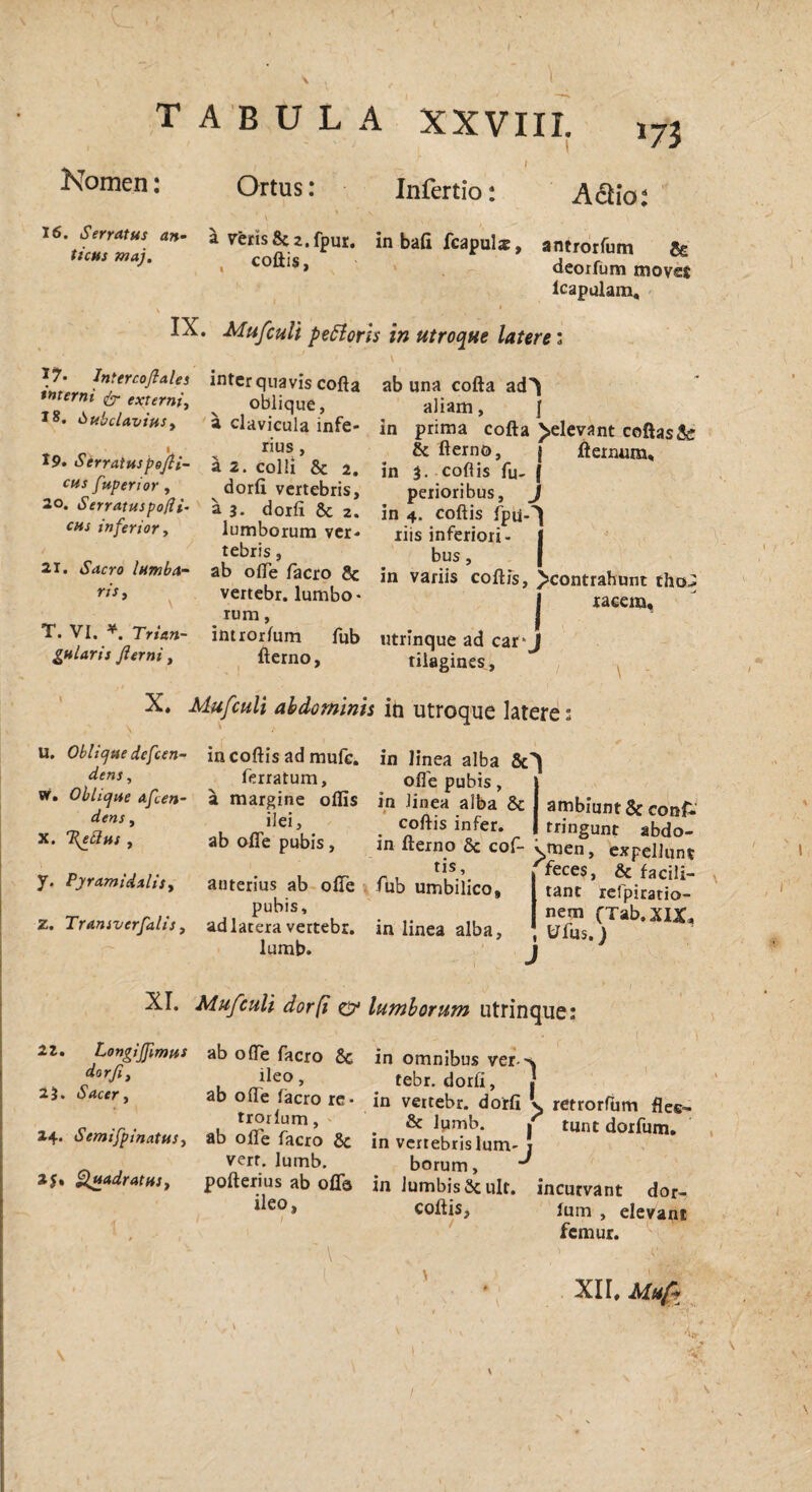 Nomen: Ortus: Infertio: A<5h'o: '6\t'7aia*' * inbaGf“PuI*. ««orfum & j , coitis, deorfum movet Icapulara, IX. Mufculi pettoris in utroque latere; 1 ' * \ lnltrc°flalei inter quavis cofta ab una cofta ad* t, 'XUrni' v °Wiqne, aliam, f ti^clavtfts, a clavicula infe- ln prima cofta >elevant coftasfe r u rius, & fterno, s ftenuina. *9. Serratuspefi- a 2. colli & 2. in . coftis fu- I cus Jupenor, dorfi vertebris, perioribus, I 20. Serratuspo/It. a 3. dorfi & 2. jn 4. coftis fpu-* CHS inferiory lumborum ver* riis inferiori- I tebris, bus, 21. Sacro lambet- ab offe facro & in variis coitis, >contrahunt cho I racem. vertebr. lumbo rum, I **■’ ~Sri&n- introrlum fub utrinque ad caul gulans Jierni, fterno, tiiagines, X. Mufculi abdominis in utroque latere: u. Oblique defeen- in coftis ad mufe. in linea alba &* den*y ferratum, ofle pubis, l sr. ObUque afeen- a margine offis in linea alba & ambiunt & conf. v Tin™' . <r,leiu- • c°ftisinfer* 1 Uingunt abdo- x. T{eclus, ab ofle pubis, m fterno Sc cof- v men, expellunt tis. 'feces, & facili- tant refpiratio- nem (Tab.XIX, tffus.) ris y. Pyramidalis y anterius ab ofle fub umbilico, pubis, z. Tramvcrfalis, ad lacera vertebr. in linea alba, lumb. XI. Mufculi dorfi & lumborum utrinque: 2i. Longiffimus ab ofle facro & in omnibus ver--v dorfiy ileo »~k- A~.r. 1 dorfi, 2}. Sacer y 24. Semifpinatus3 25, Quadratus> ileo, tebr. dorfi, . ab ofle lacro re* in vertebr. dorfi v retrorfum flee- trorlum, _ & lumb. f tunt dorfum. ab ofle facro & in vertebris Ium- J verr. lumb. borum, pofterius ab ofla in lumbis Scult. incurvant dor- lleo» coftis, Ium , elevant femur. \ XII, Mufa