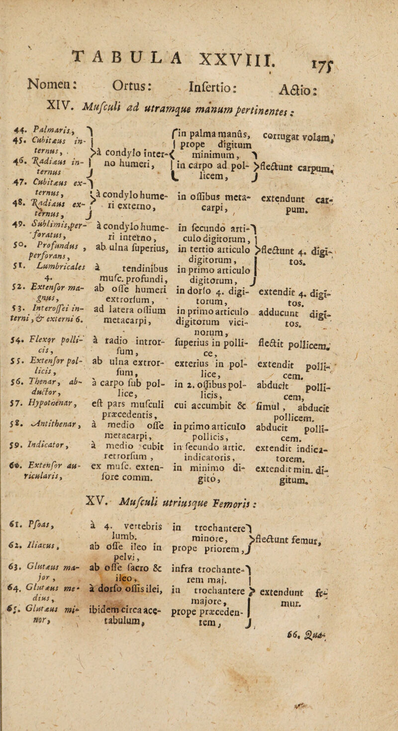 T A B U L A XXVHI. i7f Nomen: Ortus: Infertio: Adio: XIV. Mufculi ai utram^ue manum pertinentes : £ fin palma manus, com,gM voiam ■ i.» uxAs in j j prope dignum * , Jrnfs*' . condylo inter~{ minimum, ^ 40. \adixus m- | no humeri, I in carpo ad pol- >fleftiint carpum, 47. Cubitxus ^ 48 U condylo hume- in offibus meta* extendunt ear- 4 j '*». 47. Sublimisyper- a condylo hume- in fecundo arti-'! ri inretno, culo digitorum, \ 5 * Jrf“ S * at> uIna fuPerius> in tertio articulo >flcaunt 4. diei- , digitorum, 8 - tos. ^ S . Lumbricales a tendinibus in primo articulo | 4* mufc. profundi, digitorum, J 52. Extenfor ma- ab olle humeri in dorlo 4. digi- extendit 4. diei- . . extrorlum, * torum, tos. * il. Interotfet in- ad latera oflium in primo articulo adducunt * dirri* terni , cr externi 6. metacarpi, digitorum vici- tos. “ ' 54. tlexqr polit- a radio intror- fuperius in polii- fieftit pollicem. cts» lum, ce, 5 5. Extenfor pol- ab ulna extror- exterius in pol- extendit vollU ’ itcu> % fum, lice, / cem. ' 56. Thenar, ab- a carpo fub pol- in 2. opibus pol- abducit Doli?- d»clor, lice, licis, cem 57. Hypotnenar, eft pars mufculi cui accumbit & fimul , abducit praecedentis, pollicem, j 2. lAntithenar, a medio ofTe in primo articulo abducit polii- v metacarpi, pollicis, cem. 59. Indicator, a medio ?cubit in fecundo artic, extendit indica- retrorfum , indicatoris, torem. <5©. Extenfor au- ex mufc. exten- in minimo di- extendit min, di- r leniar is > fore comm. gito, gitum. XV. Mufculi utri usque Femoris: 6t. Pfoast 6i. Iliacus, a 4. vertebris in trochantere'! . minore, bfle&unt femur, ao oue ileo in prope priorem ,j pelvi, 63. Glutxus ma- ab olle facro & infra trochante-^ ior * ileo, rem maj. 64. Glutxus me‘ a dorfo offis ilei, in trochantere > extendunt fc dtHS ♦ majore, I mur ti, Glutxus mi* ibidem circa ace- prope prsceden- | ««r, tabulum, tem,, J 66, Qua-